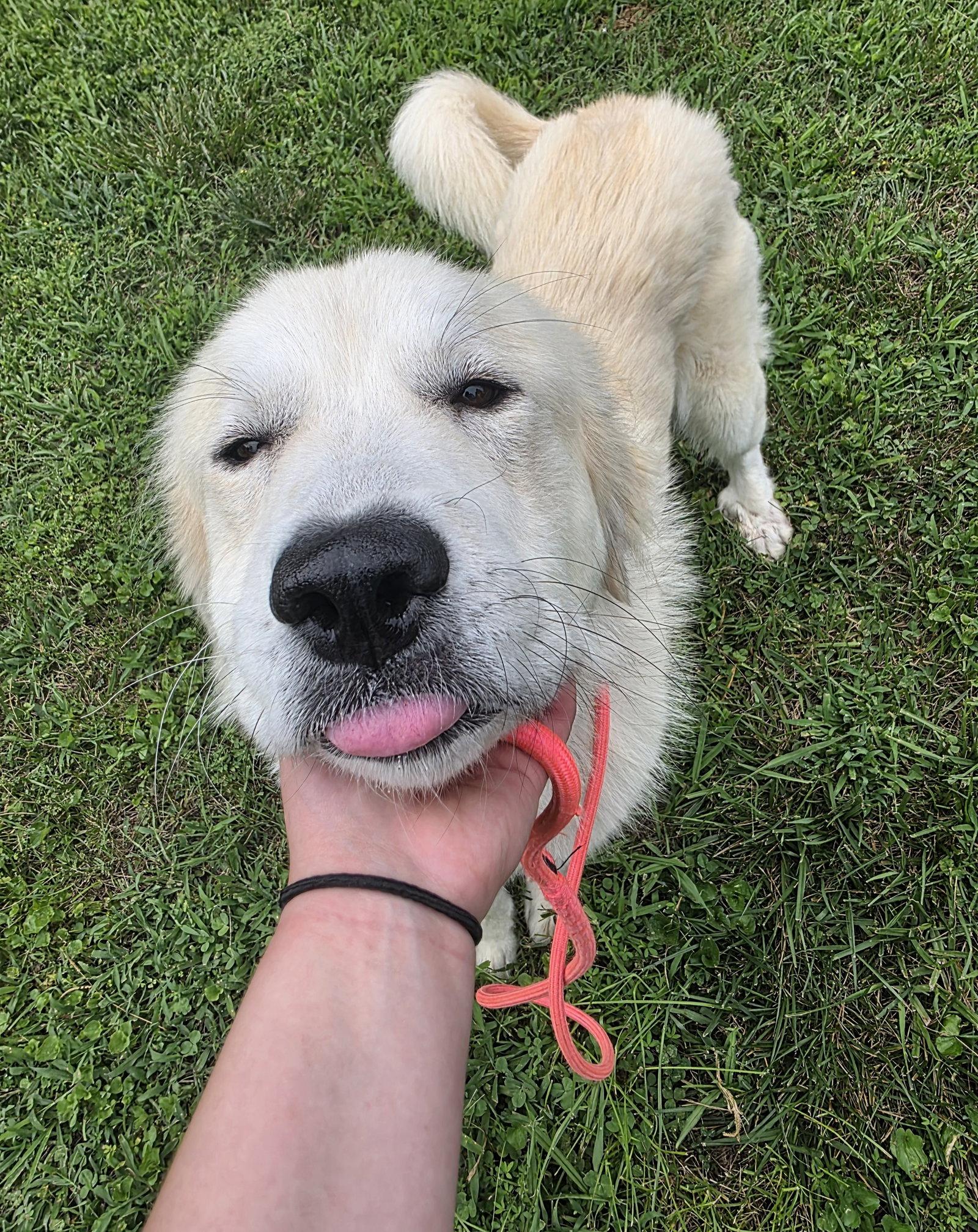 Enlarge Marlowe, a Adopted Great Pyrenees in Thomasville, NC image 2/3
