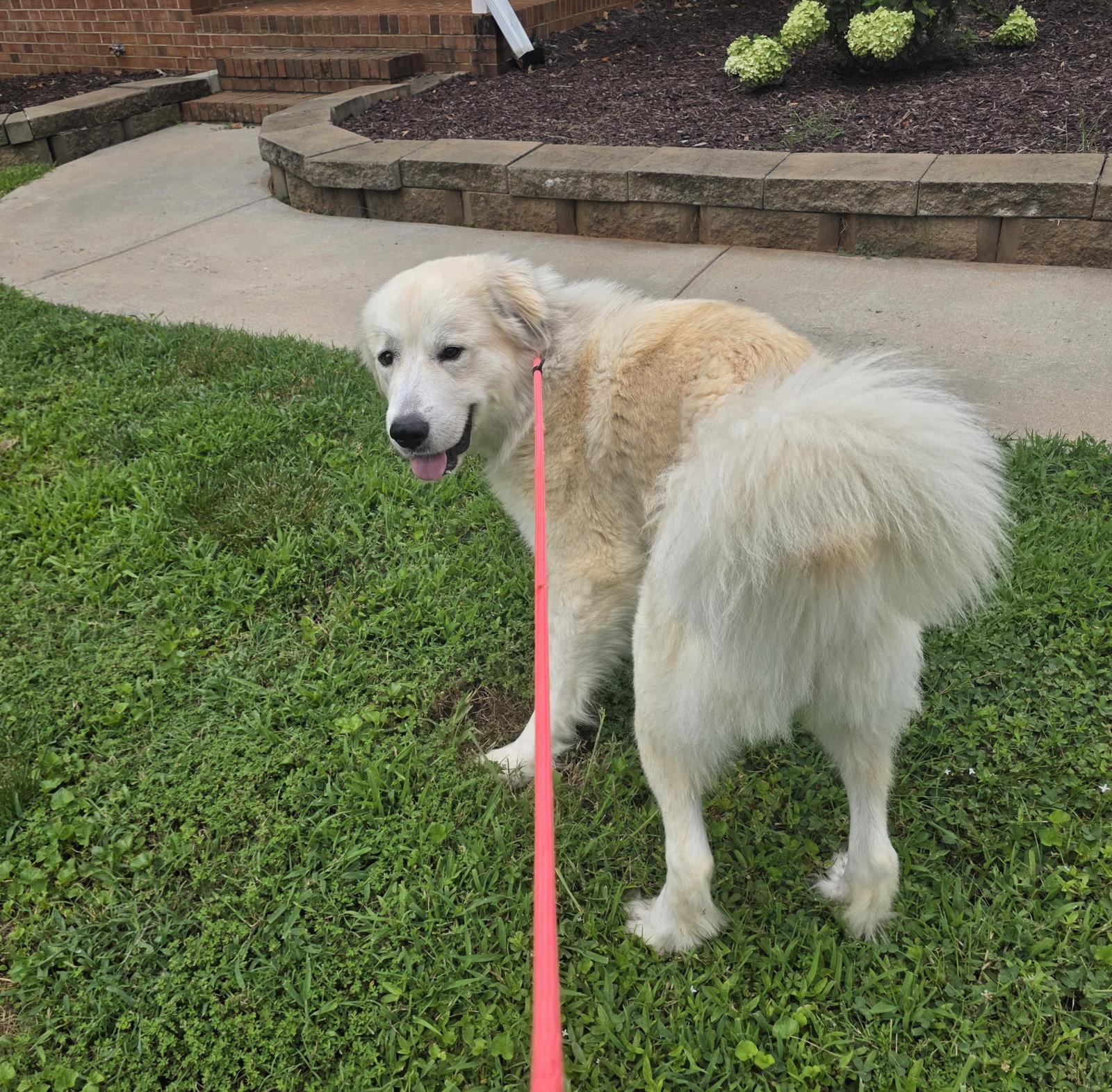 Enlarge Marlowe, a Adopted Great Pyrenees in Thomasville, NC image 3/3