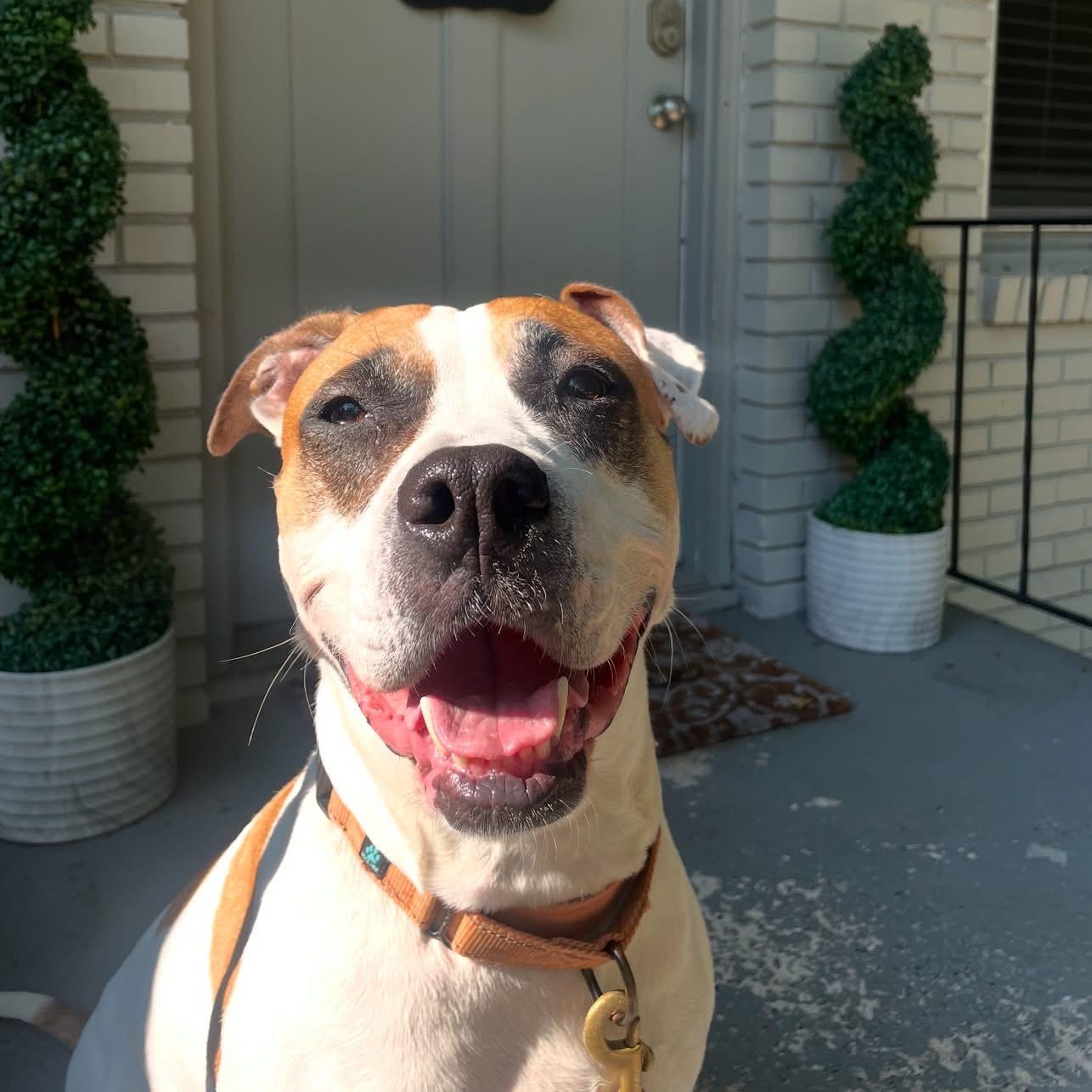 Enlarge Bay, an adoptable mixed breed in Marietta, GA image 1/3