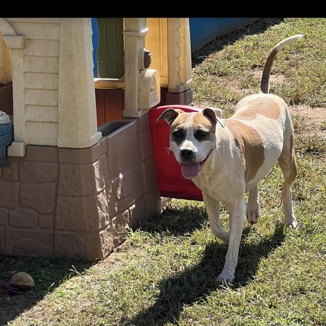 Enlarge Bay, an adoptable mixed breed in Marietta, GA image 2/3