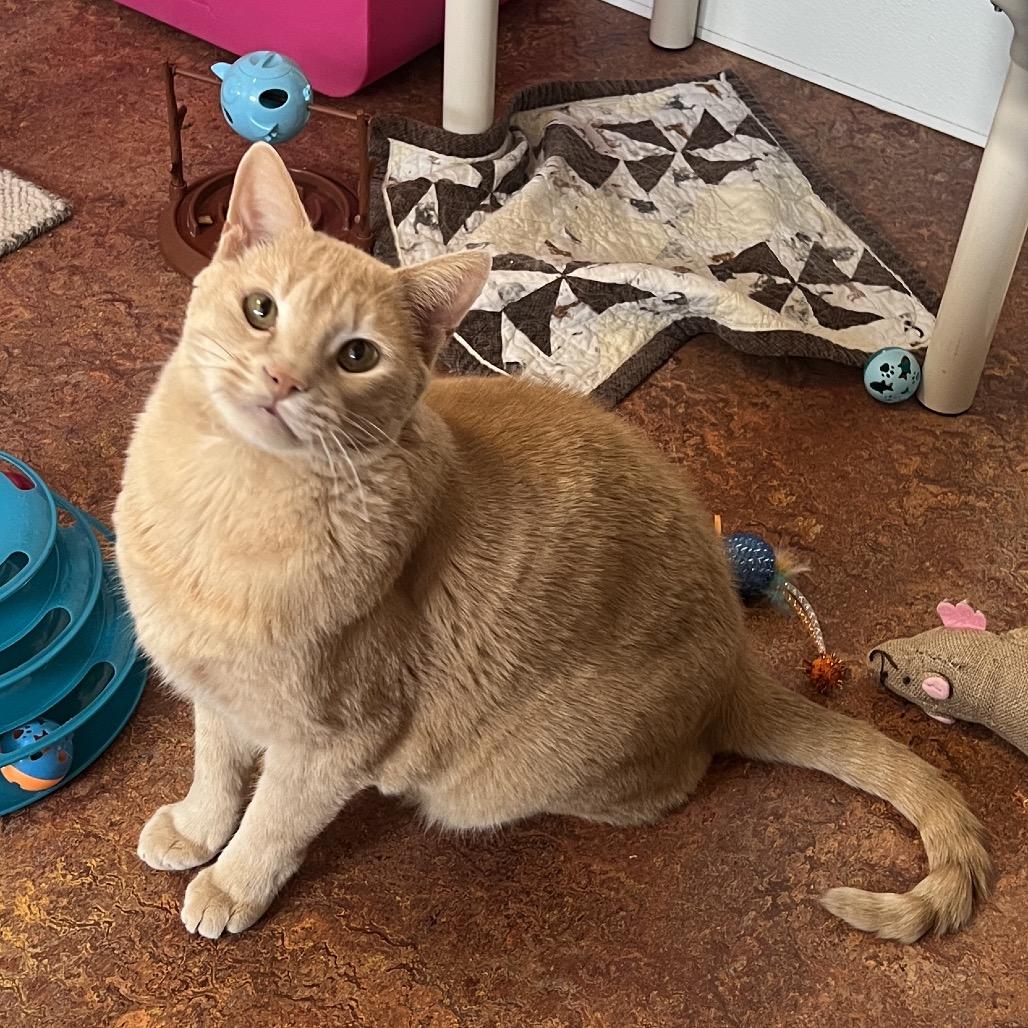 Cosmo, Adoptable, Adult Male Domestic Short Hair.
