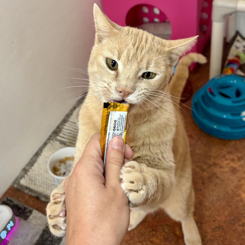 Enlarge Cosmo, a Adoptable Domestic Short Hair in Glenwood Springs, CO image 2/6