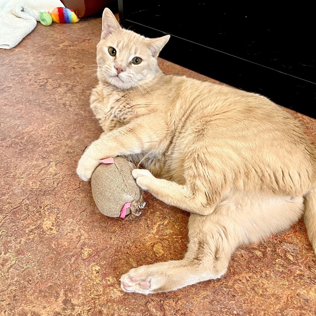 Enlarge Cosmo, a Adoptable Domestic Short Hair in Glenwood Springs, CO image 3/6