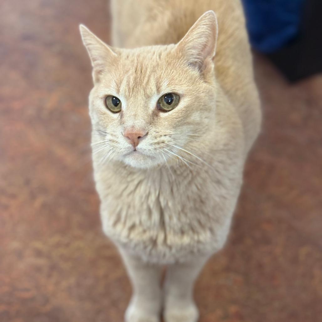 Enlarge Cosmo, a Adoptable Domestic Short Hair in Glenwood Springs, CO image 4/6