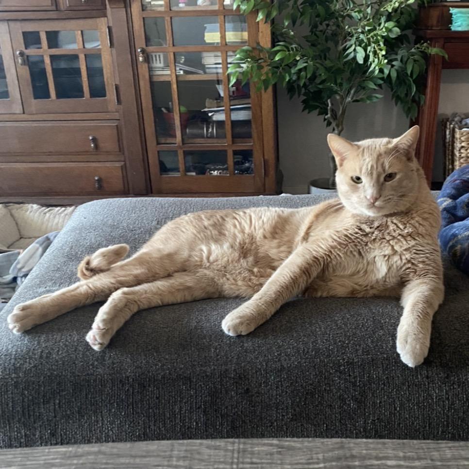 Enlarge Cosmo, a Adoptable Domestic Short Hair in Glenwood Springs, CO image 5/6
