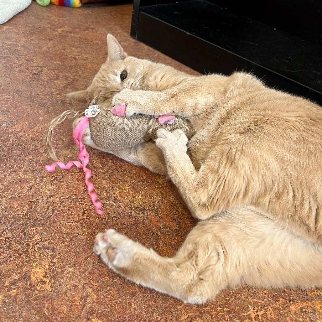 Enlarge Cosmo, a Adoptable Domestic Short Hair in Glenwood Springs, CO image 6/6