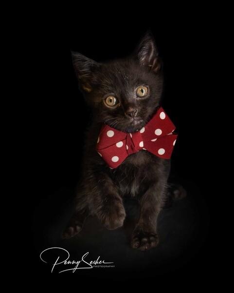 Enlarge Dante, a Adoptable Domestic Short Hair in Belton, MO image 4/4