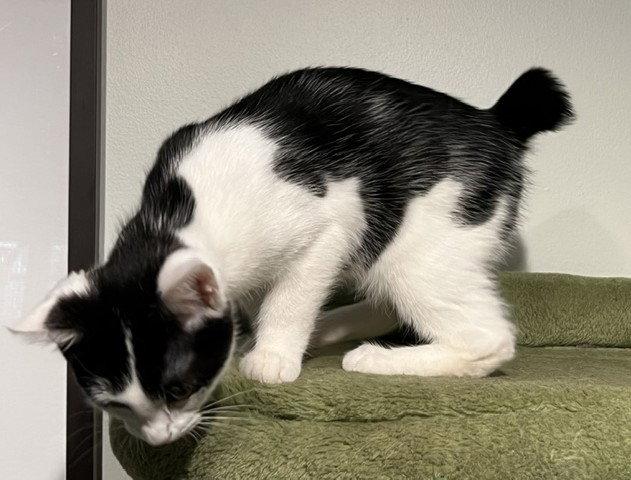Bobbi, ADOPTABLE, Kitten • Female, Domestic Short Hair & American Bobtail.