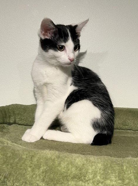 Enlarge Bobbi, a Adoptable mixed breed in Nashville, TN image 3/3