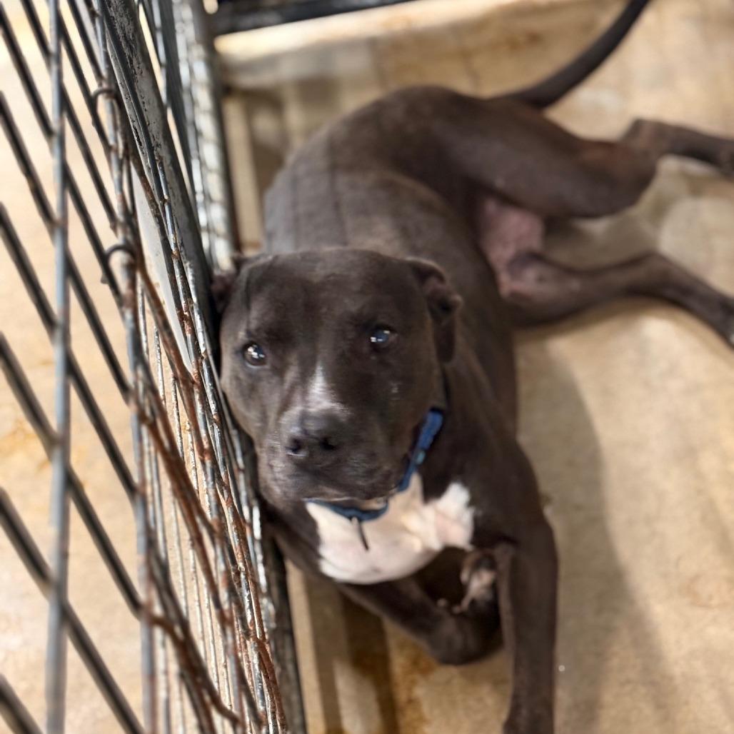 Maybeline, Adoptable, Senior Female Pit Bull Terrier.