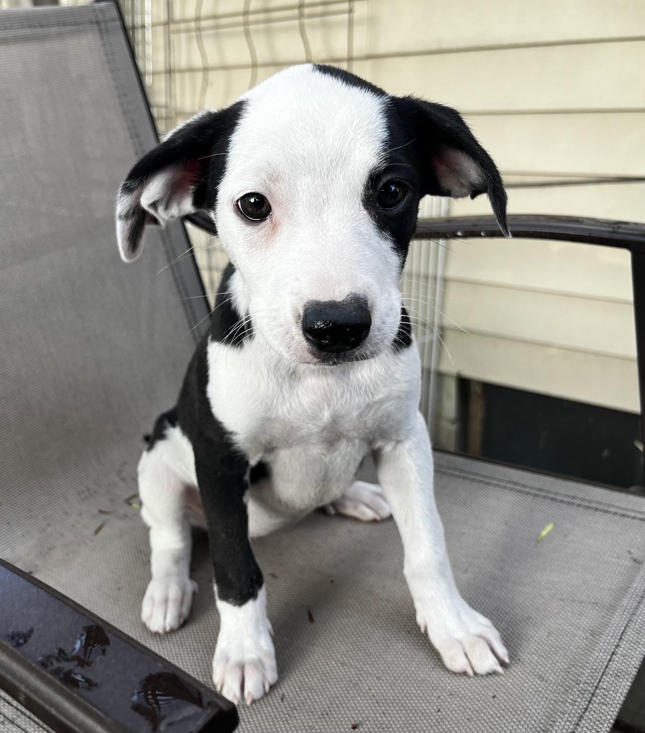 Lettie, an adoptable mixed breed in Minneapolis, MN image 2/5