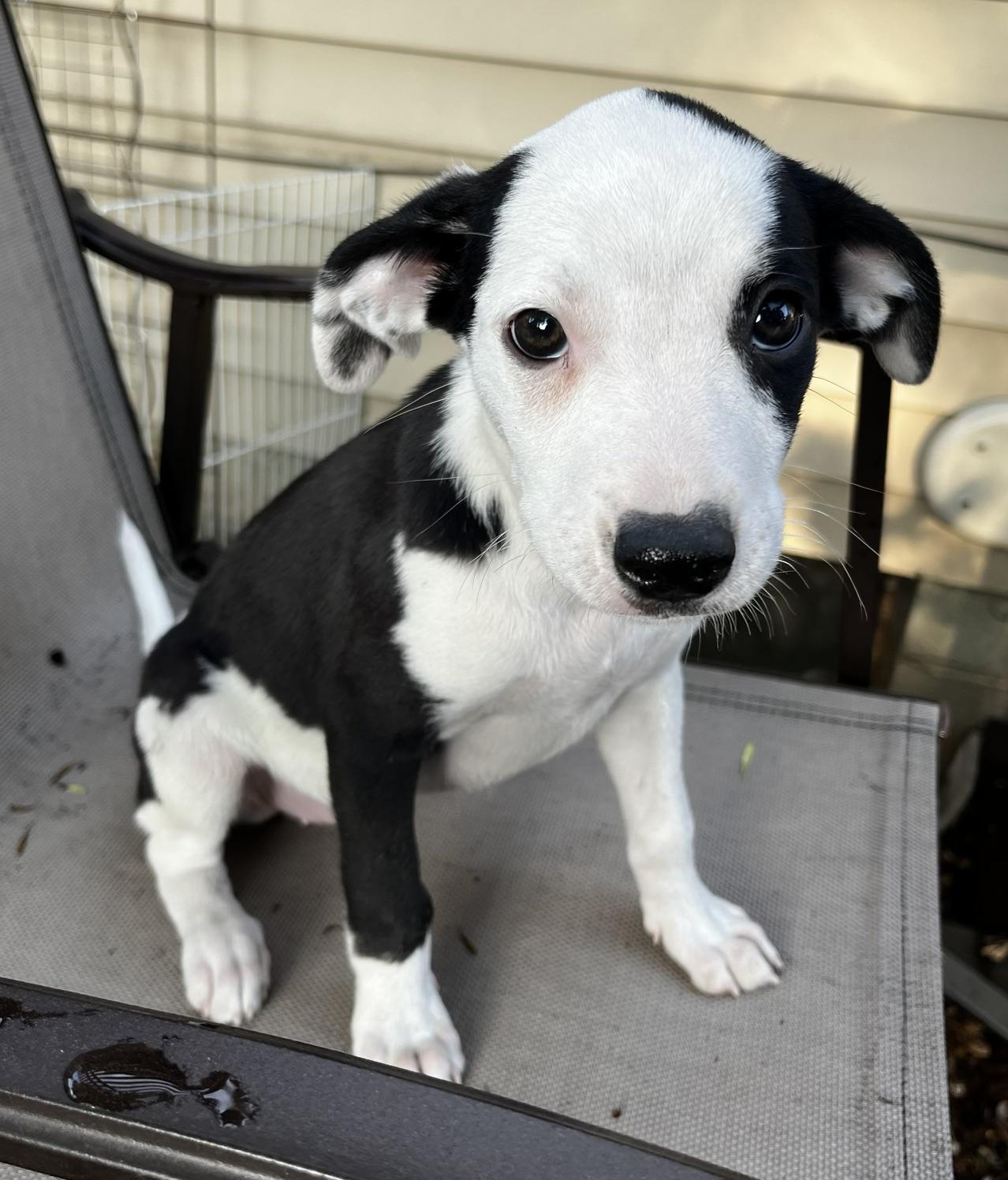 Lettie, an adoptable mixed breed in Minneapolis, MN image 5/5