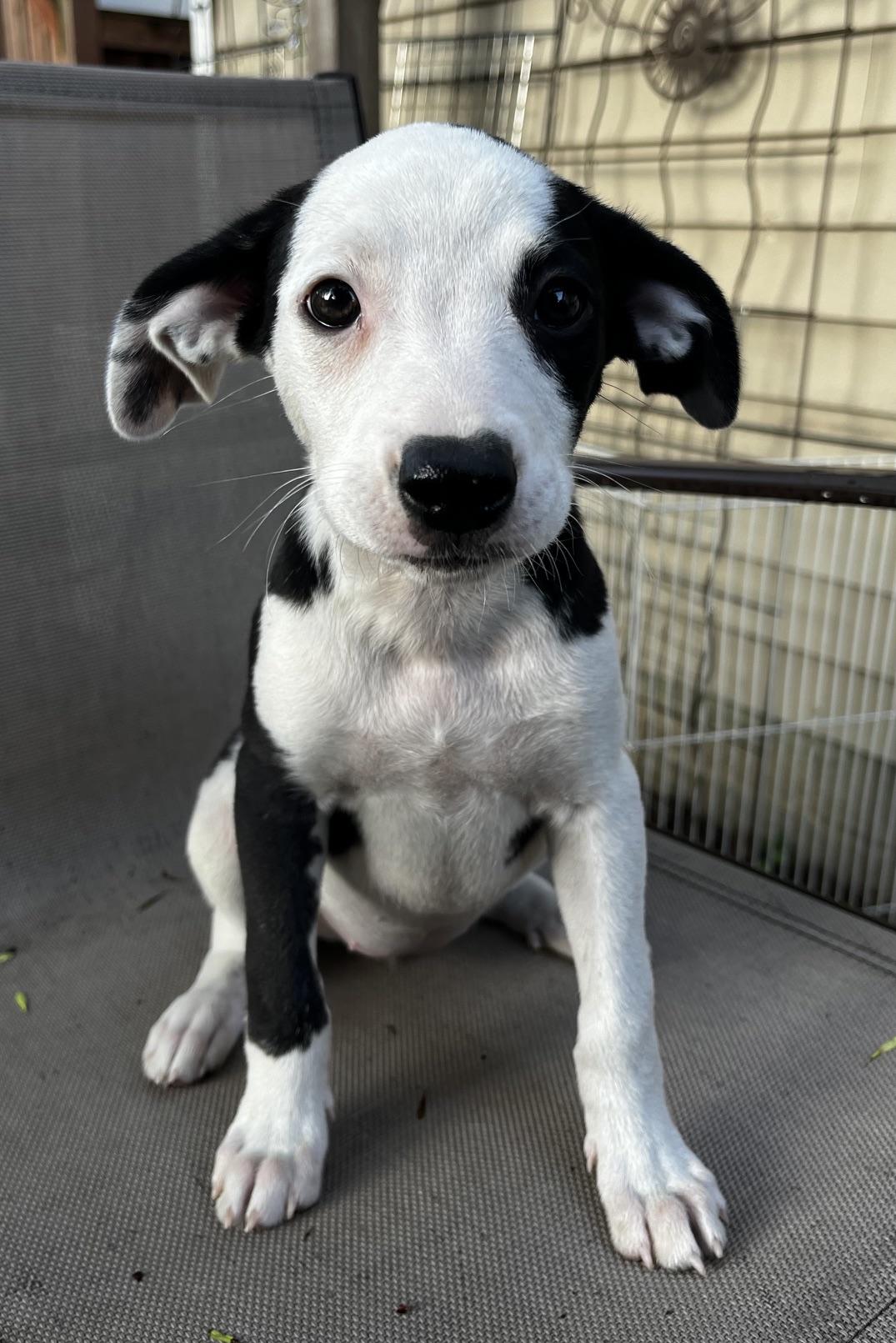 Lettie, an adoptable mixed breed in Minneapolis, MN image 4/5