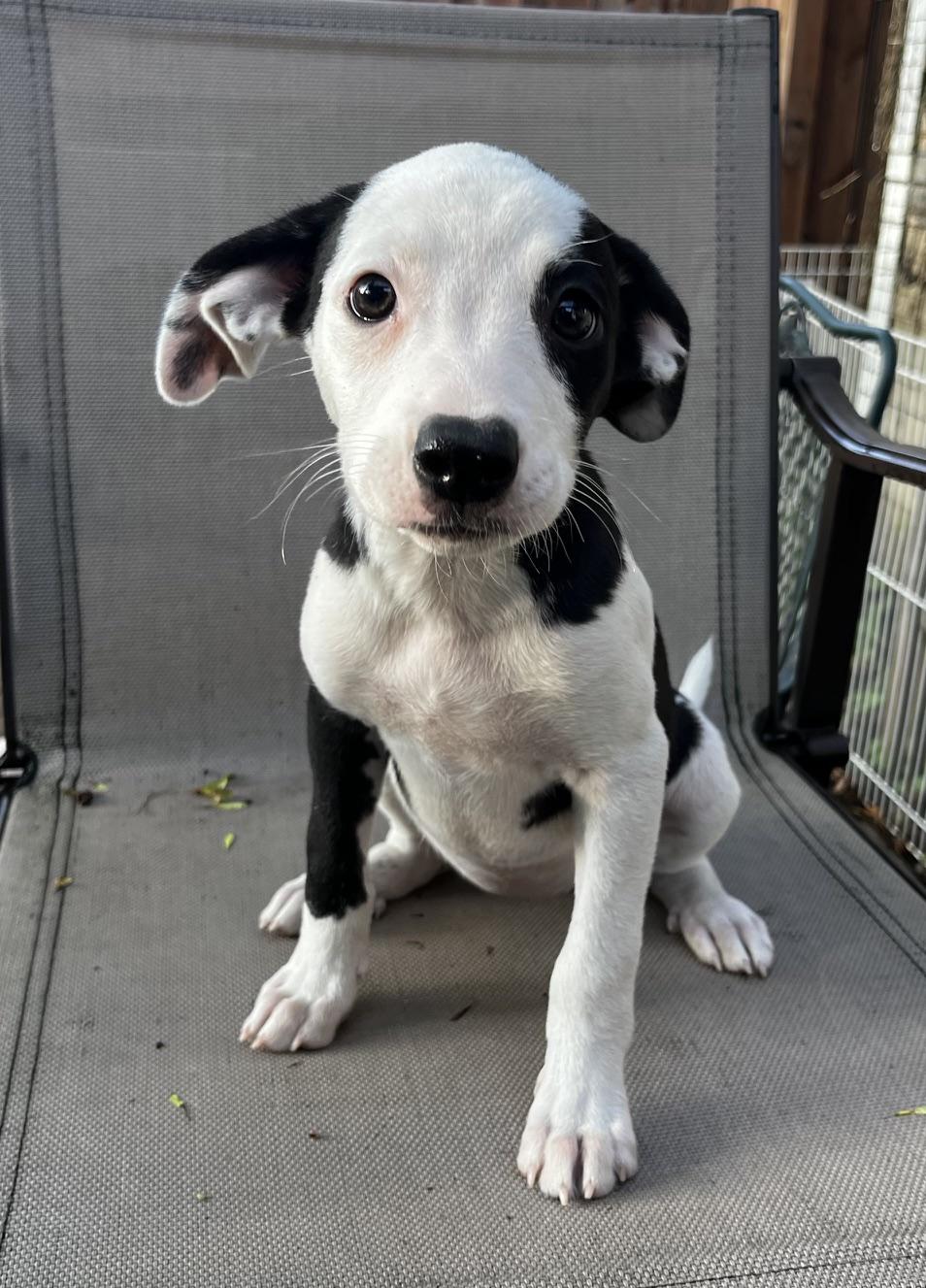 Lettie, an adoptable mixed breed in Minneapolis, MN image 3/5