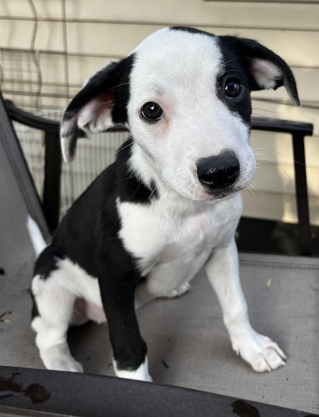 Lettie, adoptable, Puppy Female Retriever & Hound.