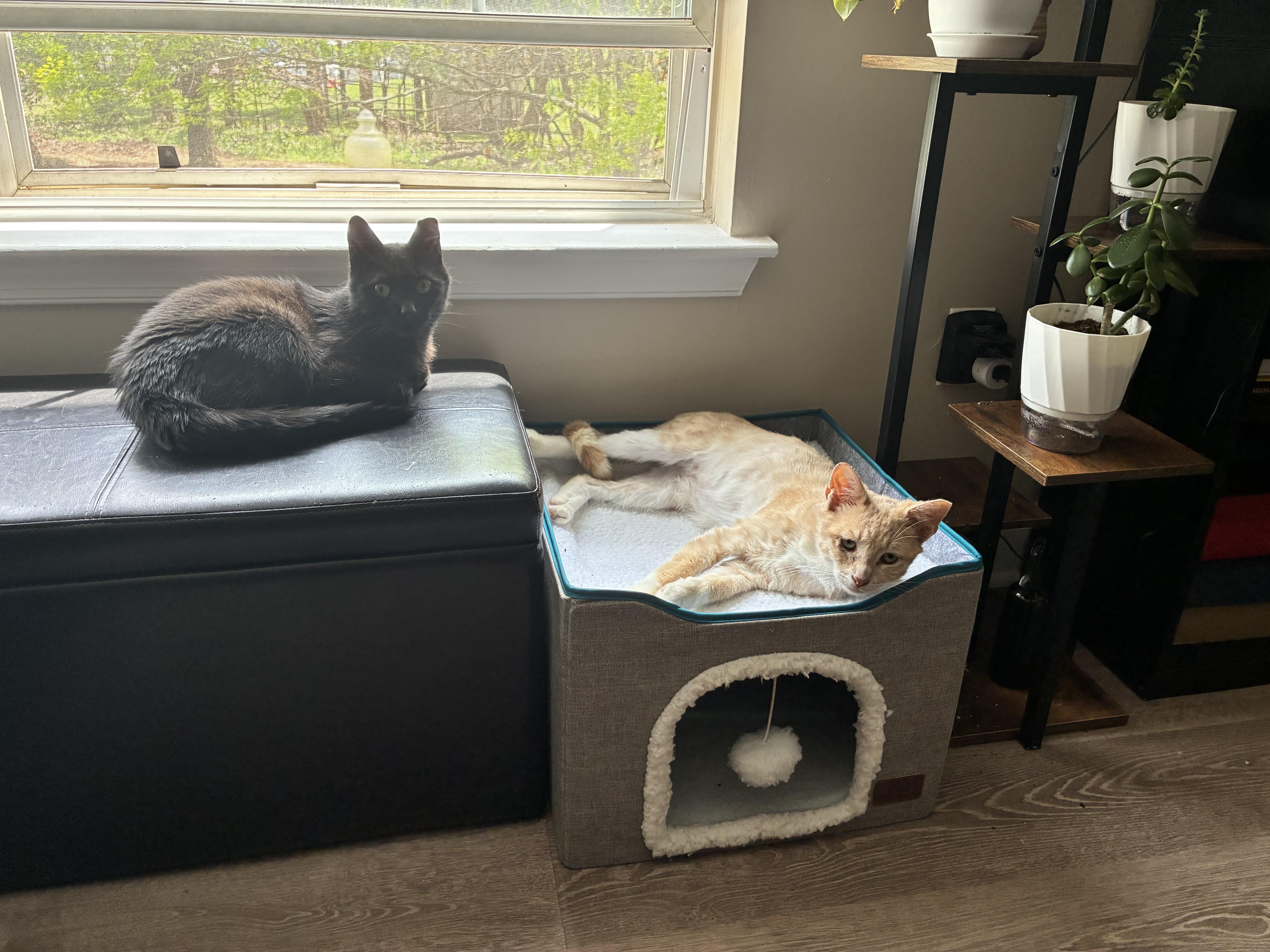 Enlarge Sergio, a Adoptable Domestic Medium Hair in Wanaque, NJ image 6/6