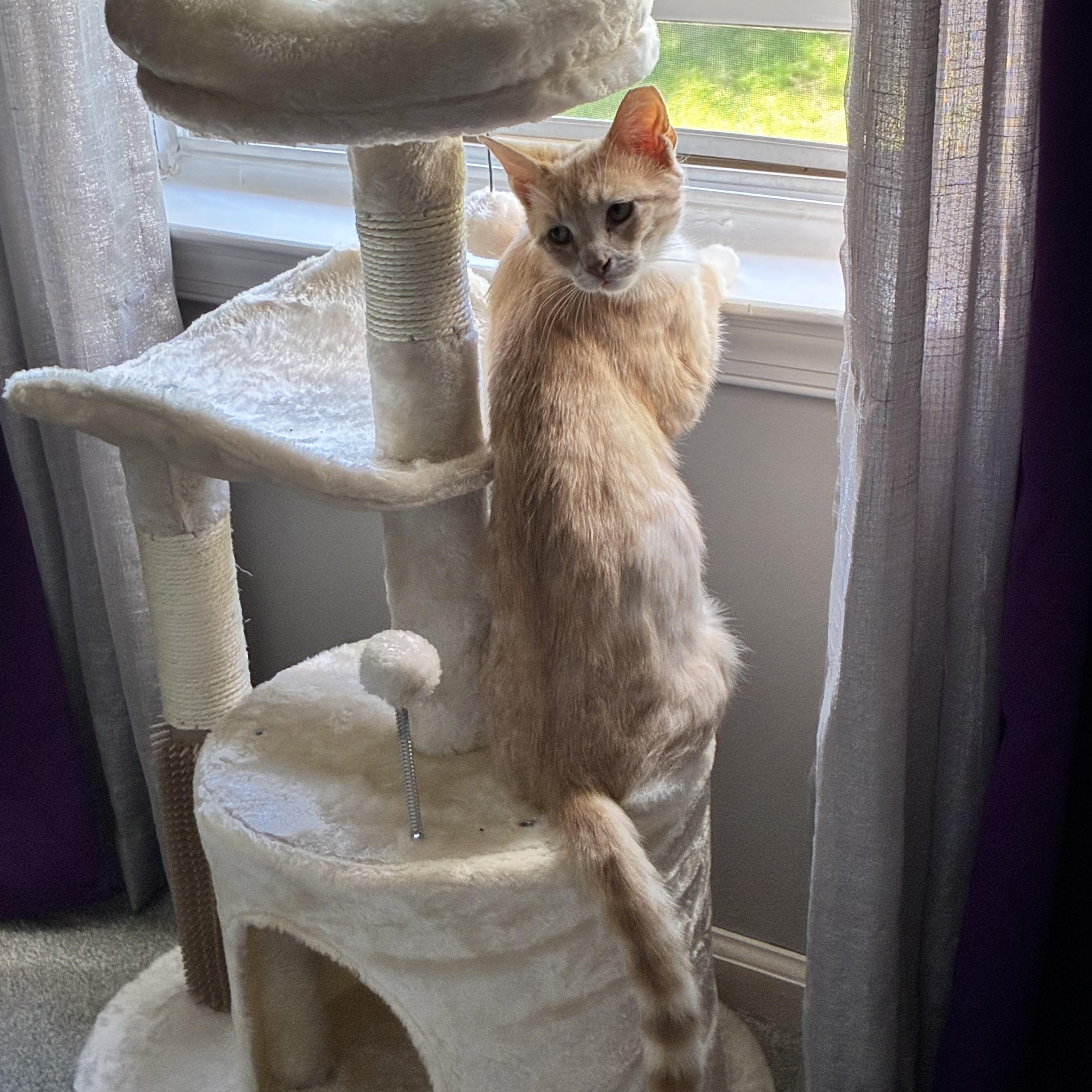 Enlarge Sergio, a Adoptable Domestic Medium Hair in Wanaque, NJ image 3/6