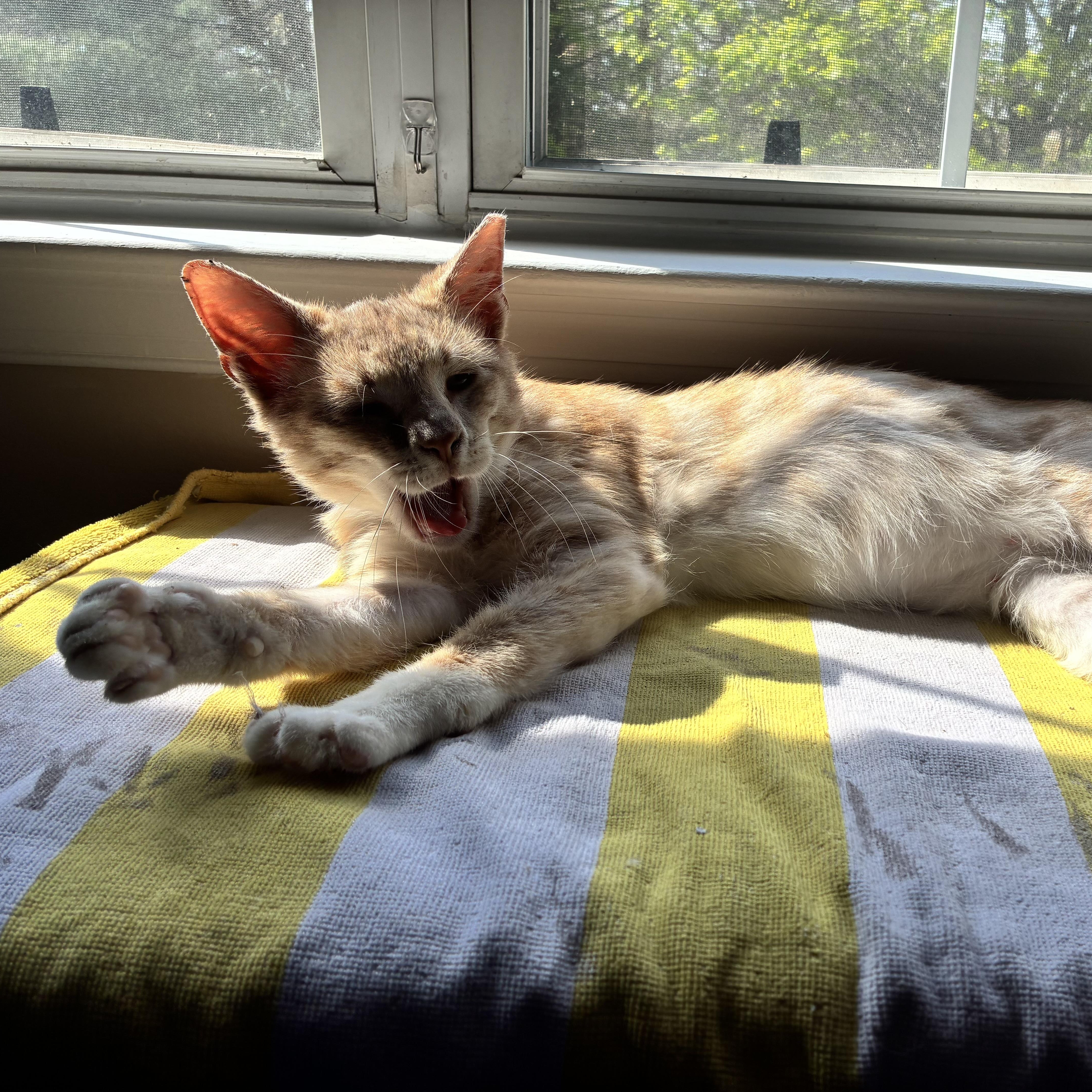 Enlarge Sergio, a Adoptable Domestic Medium Hair in Wanaque, NJ image 1/6