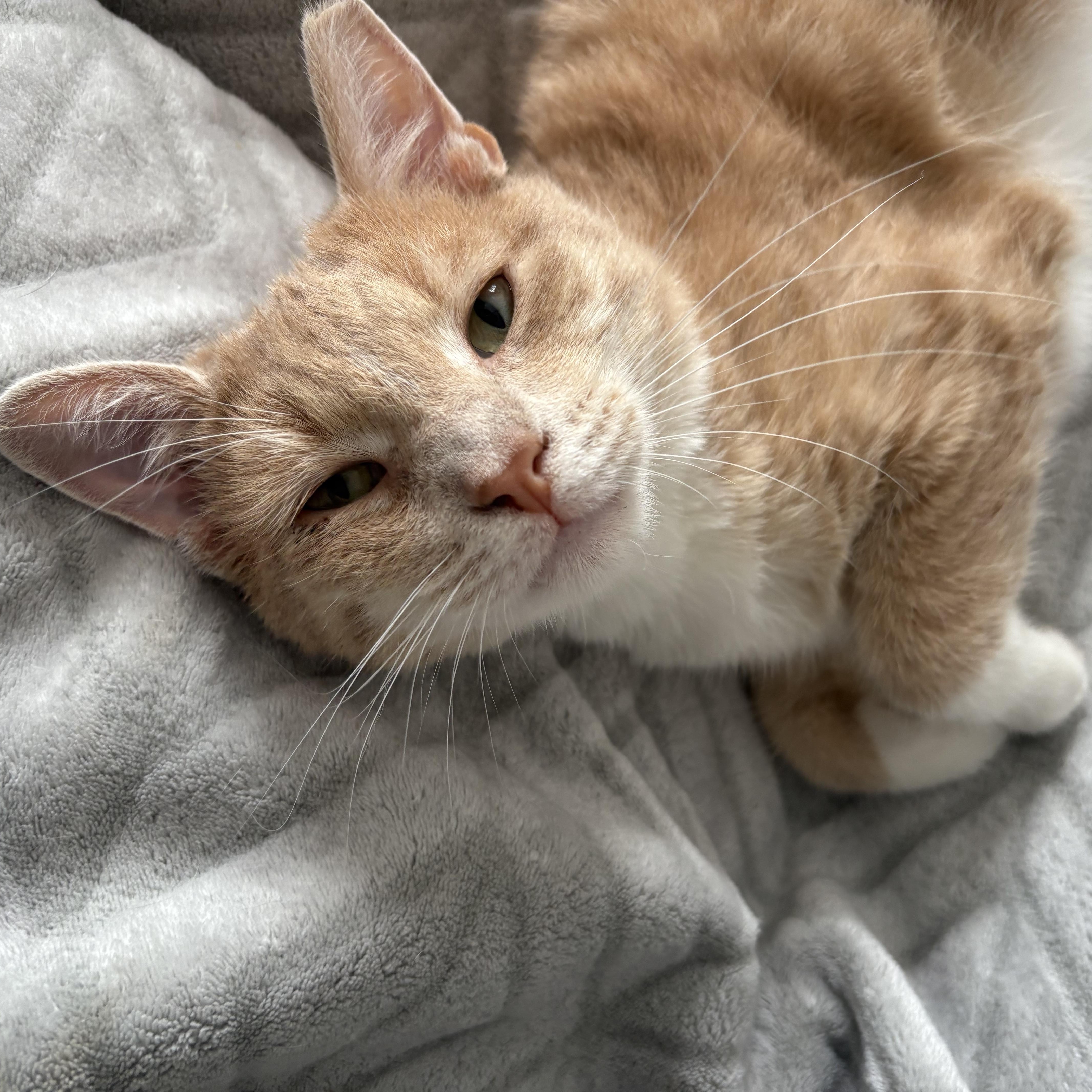 Enlarge Sergio, a Adoptable Domestic Medium Hair in Wanaque, NJ image 2/6
