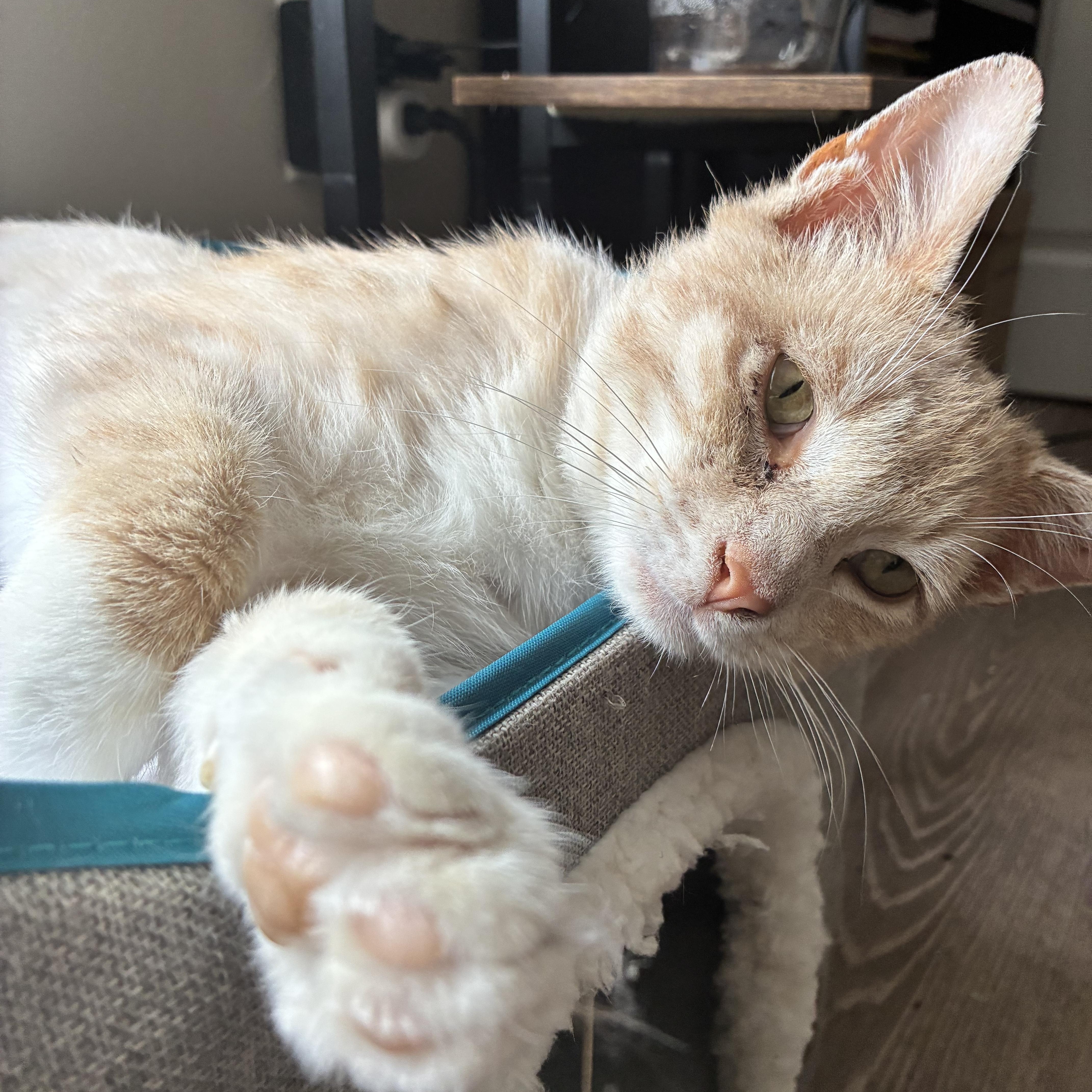 Enlarge Sergio, a Adoptable Domestic Medium Hair in Wanaque, NJ image 5/6