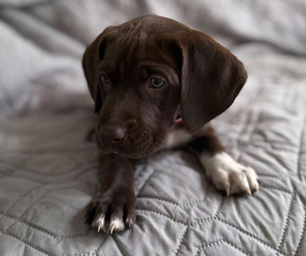 Enlarge North, an adopted mixed breed in Sunrise, FL image 3/3