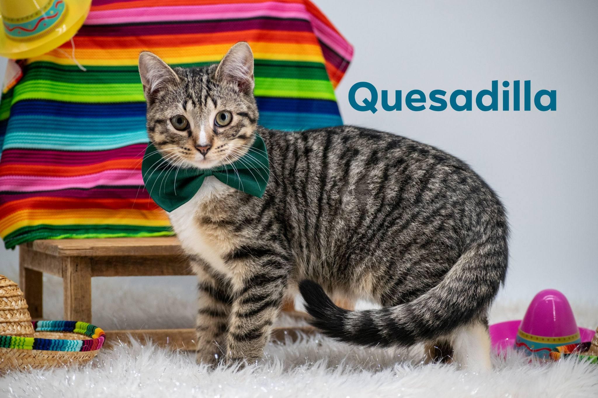 Quesadilla, ADOPTABLE, Kitten Male Domestic Short Hair.