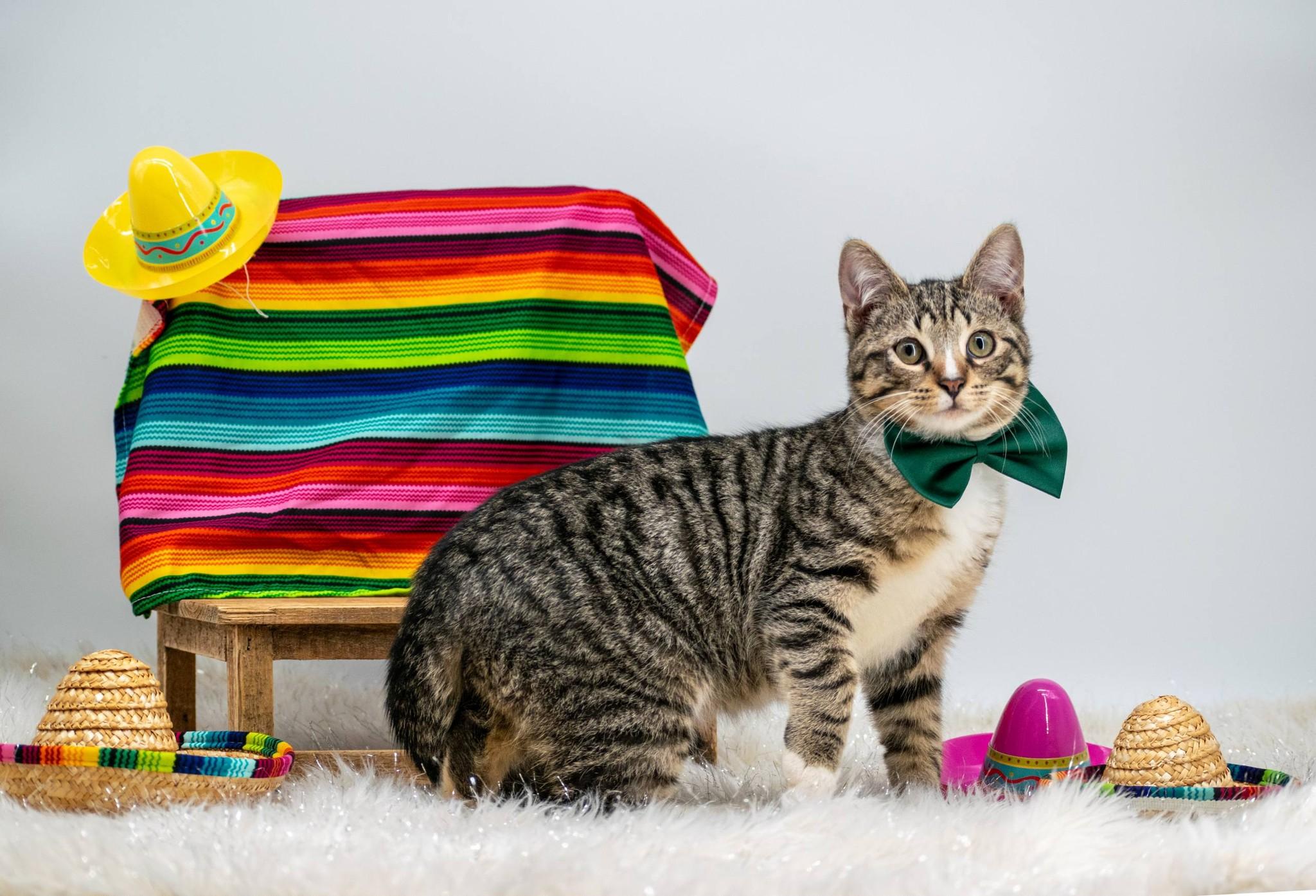 Quesadilla, a ADOPTABLE Domestic Short Hair in Sevierville, TN image 3/4