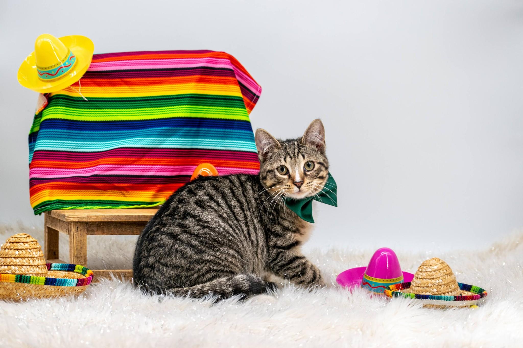Quesadilla, a ADOPTABLE Domestic Short Hair in Sevierville, TN image 4/4