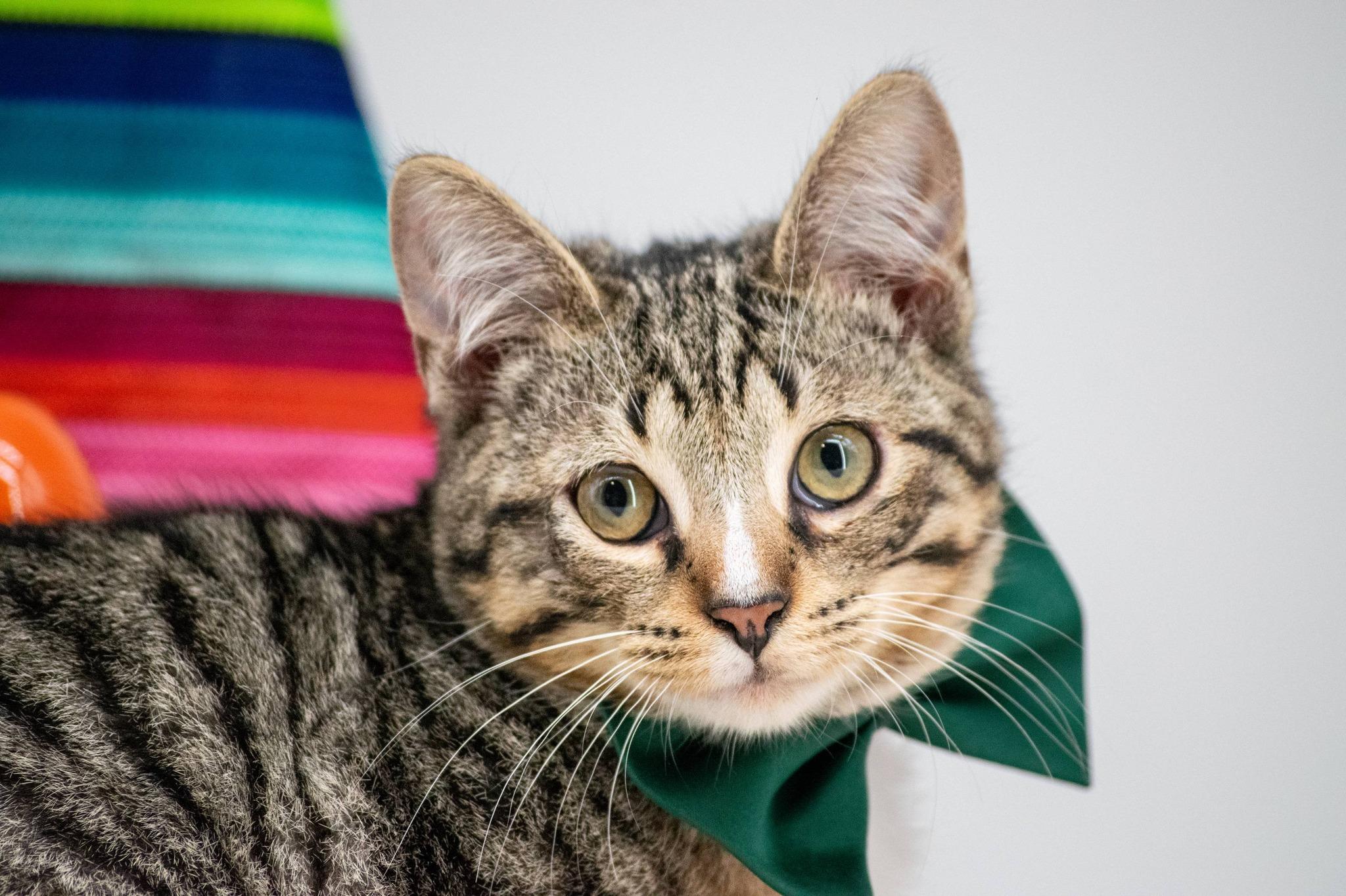 Quesadilla, a ADOPTABLE Domestic Short Hair in Sevierville, TN image 2/4