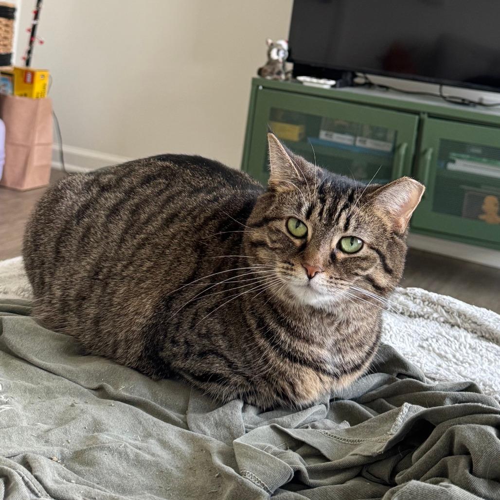Debbie, Adoptable, Adult Female Domestic Short Hair.