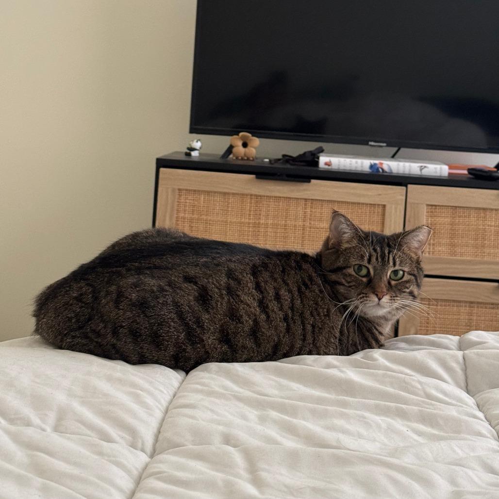 Enlarge Debbie, a Adoptable Domestic Short Hair in Gibsonia, PA image 2/6
