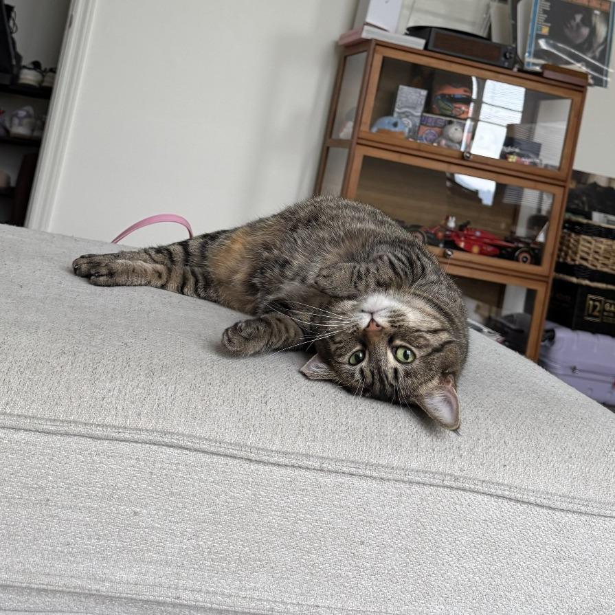 Enlarge Debbie, a Adoptable Domestic Short Hair in Gibsonia, PA image 3/6