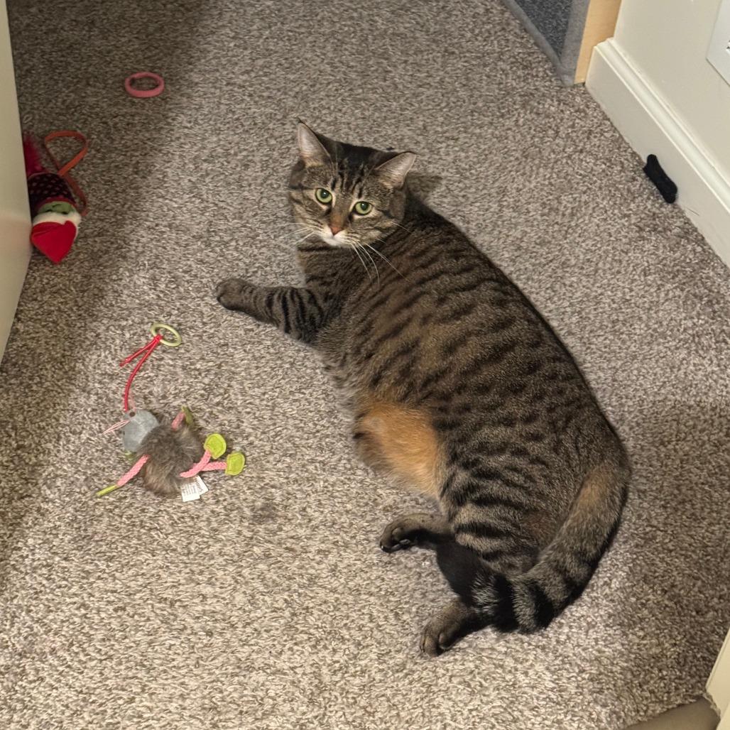Enlarge Debbie, a Adoptable Domestic Short Hair in Gibsonia, PA image 4/6