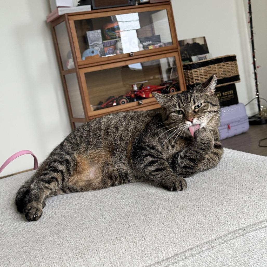Enlarge Debbie, a Adoptable Domestic Short Hair in Gibsonia, PA image 5/6