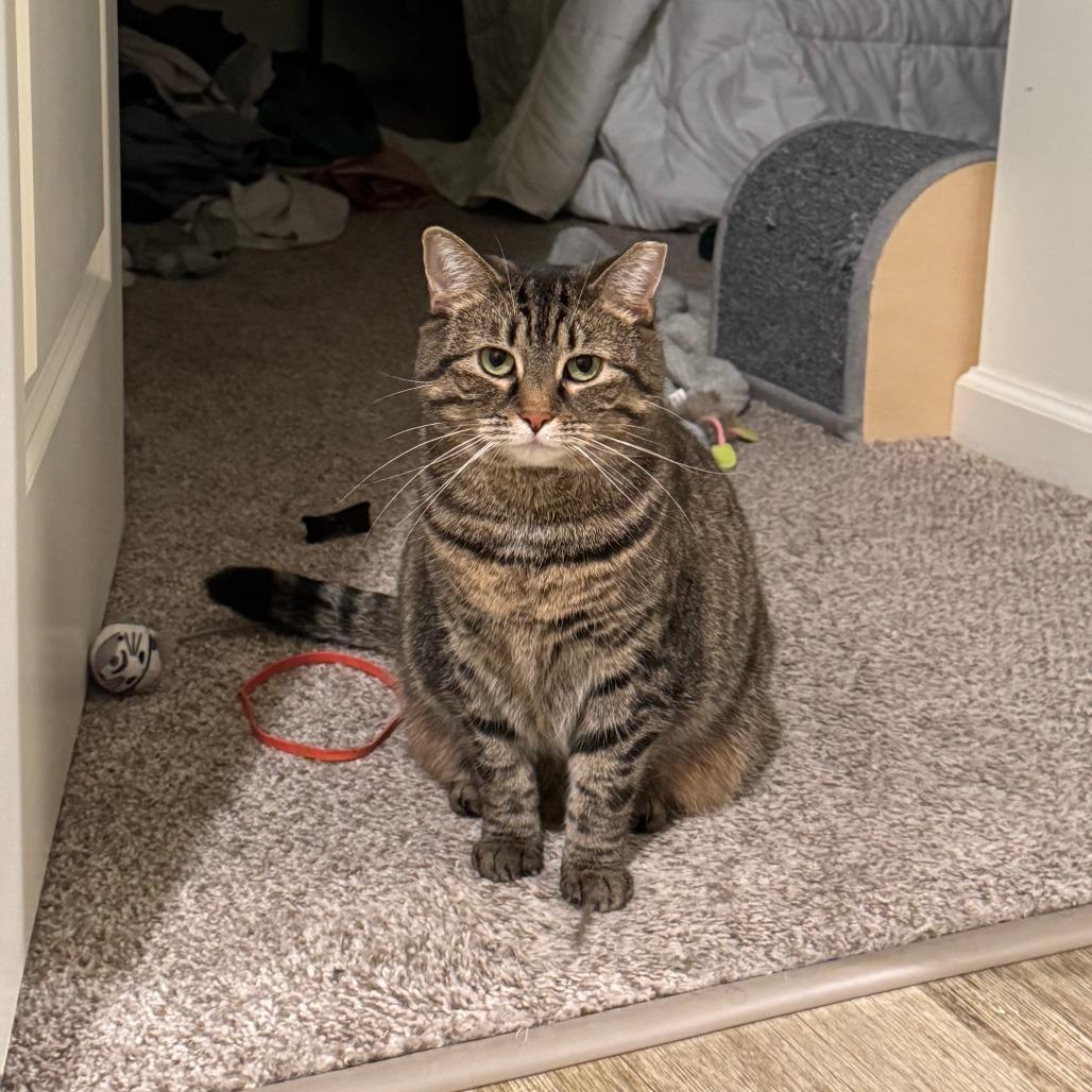 Enlarge Debbie, a Adoptable Domestic Short Hair in Gibsonia, PA image 6/6