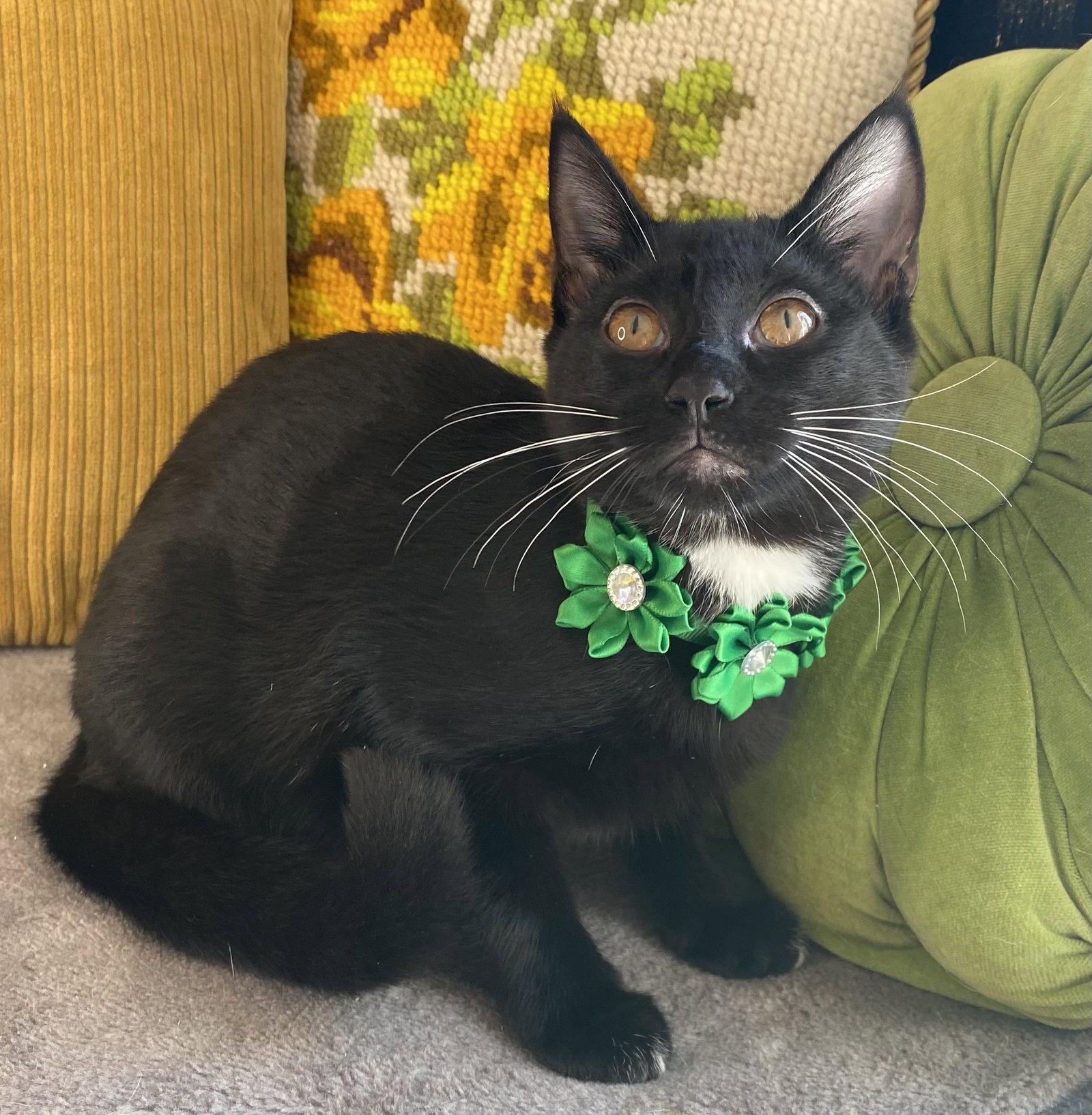 Winona, Adoptable, Kitten Female Domestic Short Hair & Bombay.