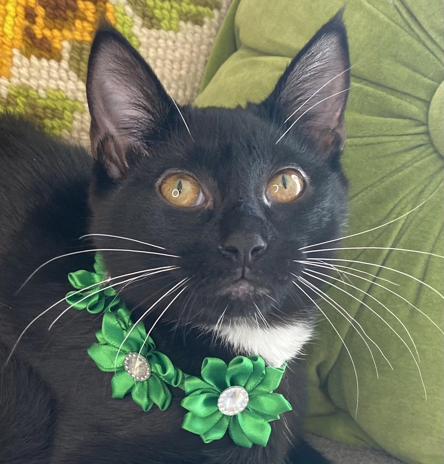 Enlarge Winona, a Adoptable mixed breed in Cookeville, TN image 2/3