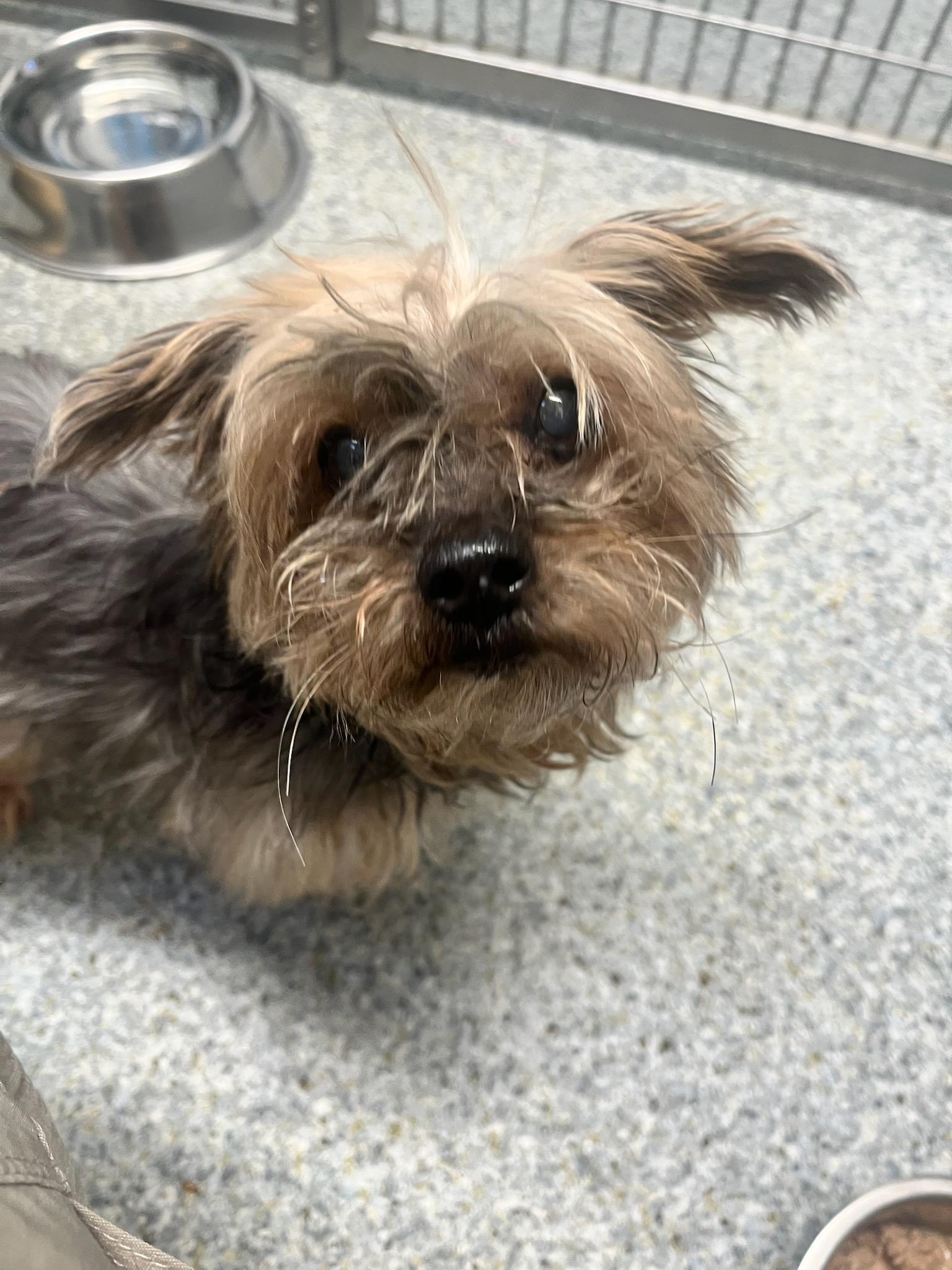 Enlarge Ginny (ID 33783/1071), an adopted Yorkshire Terrier in Manassas, VA image 1/1