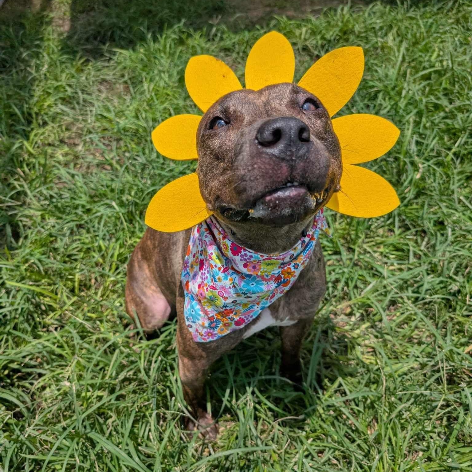 Alfalfa, a Adoptable mixed breed in Denver , CO image 2/6