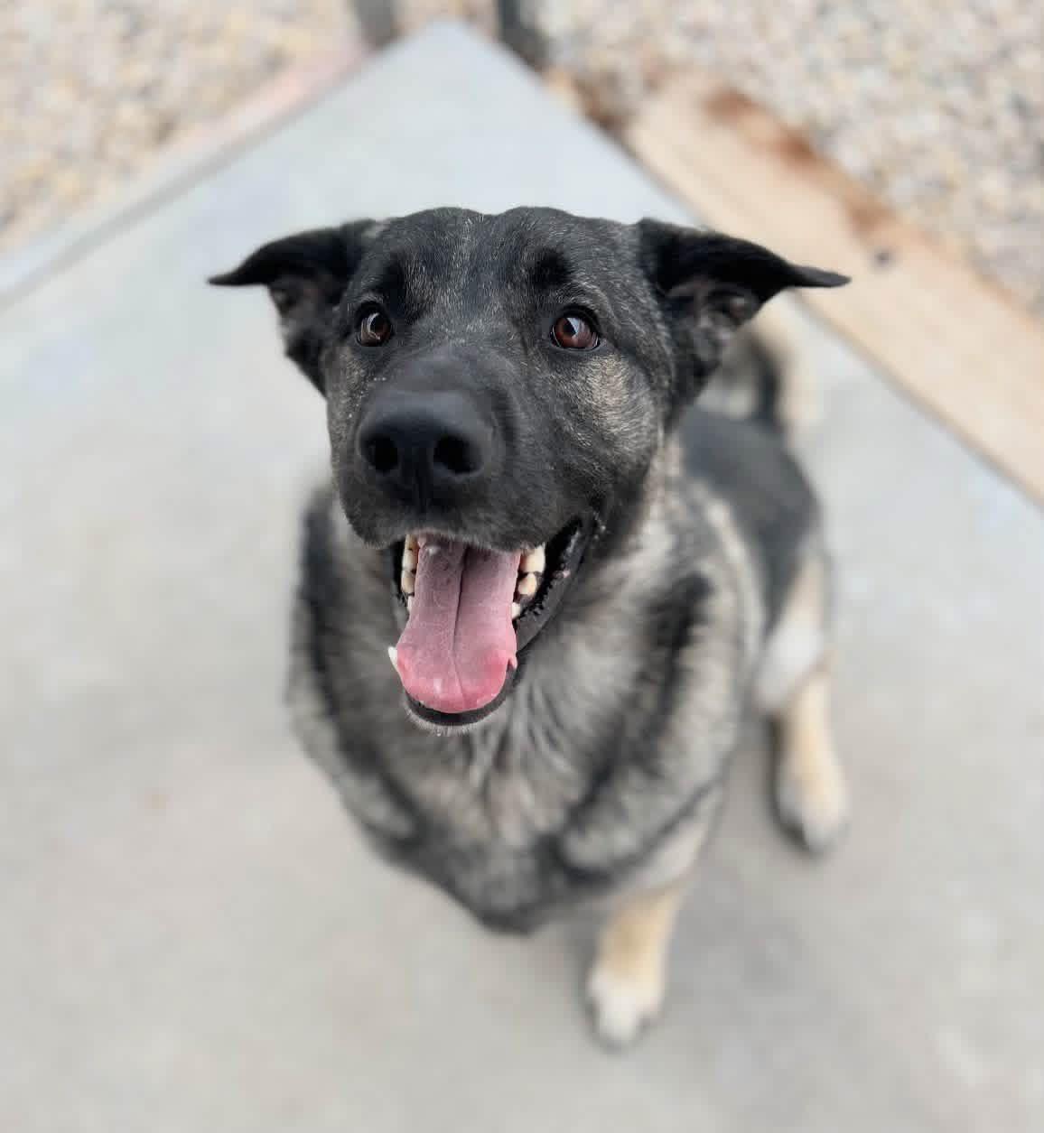 Enlarge Auggie, a ADOPTABLE mixed breed in Washington, UT image 1/1
