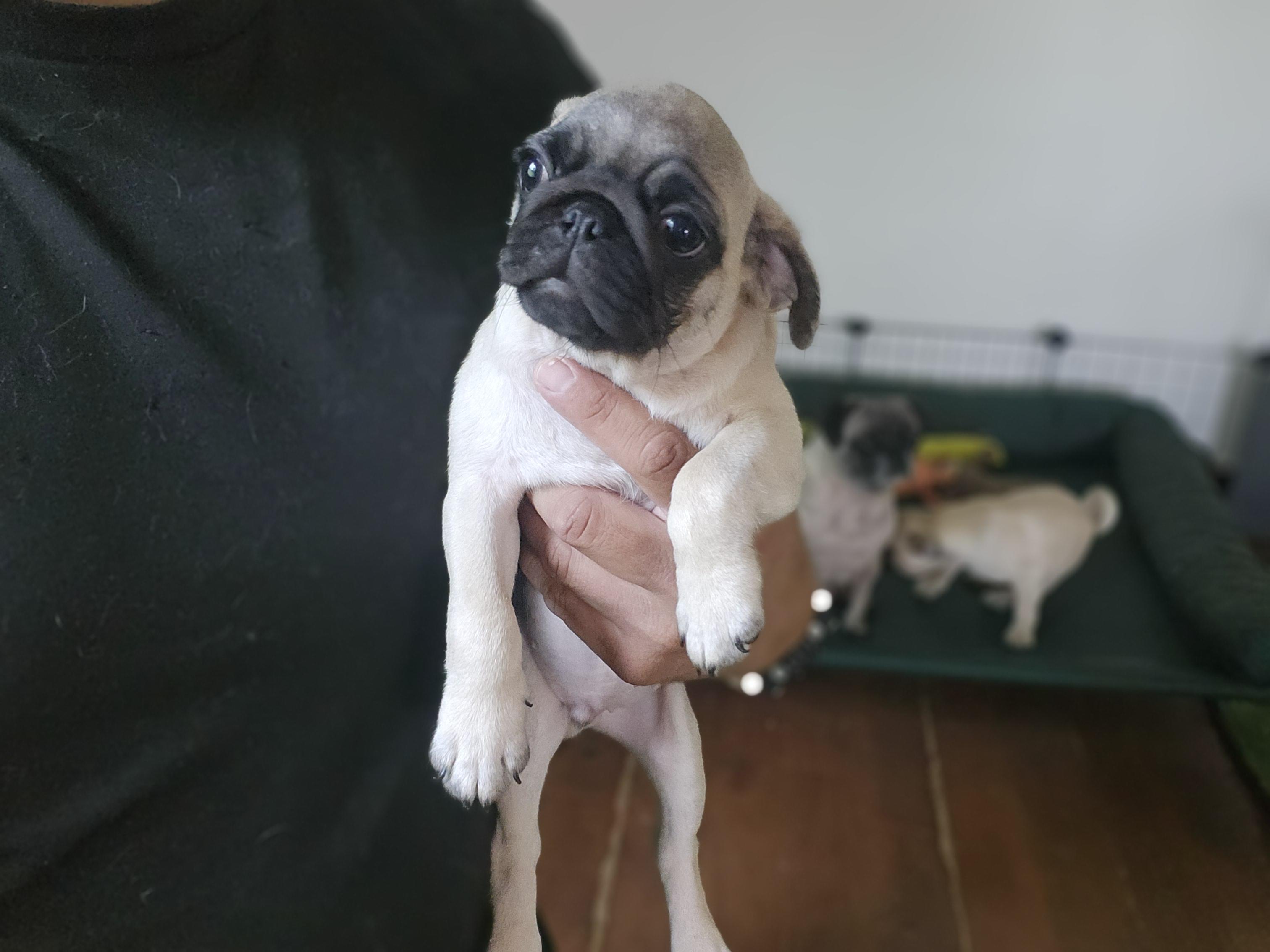 Erik Bluetooth, Adopted, Puppy Male Pug.