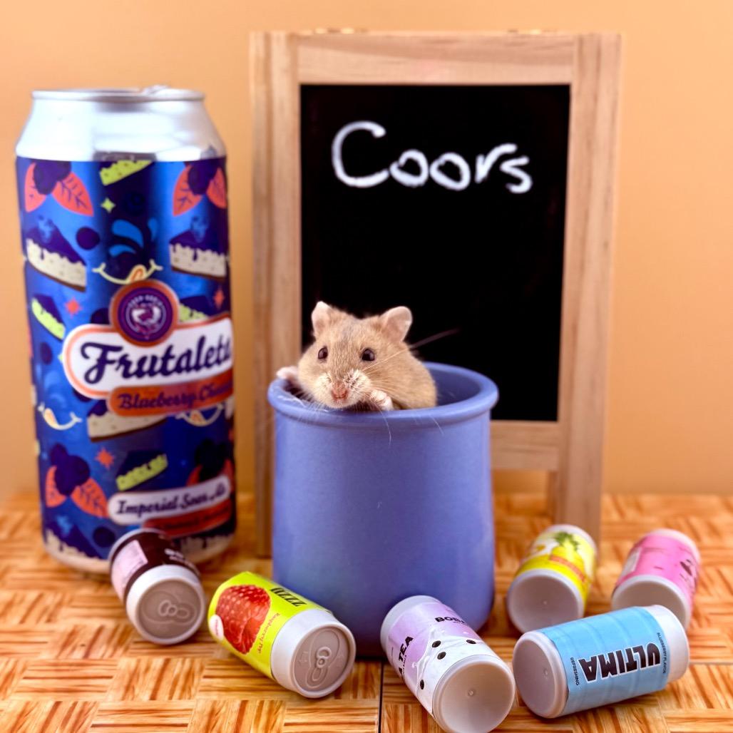 Coors, Adoptable, Young Male Dwarf Hamster.
