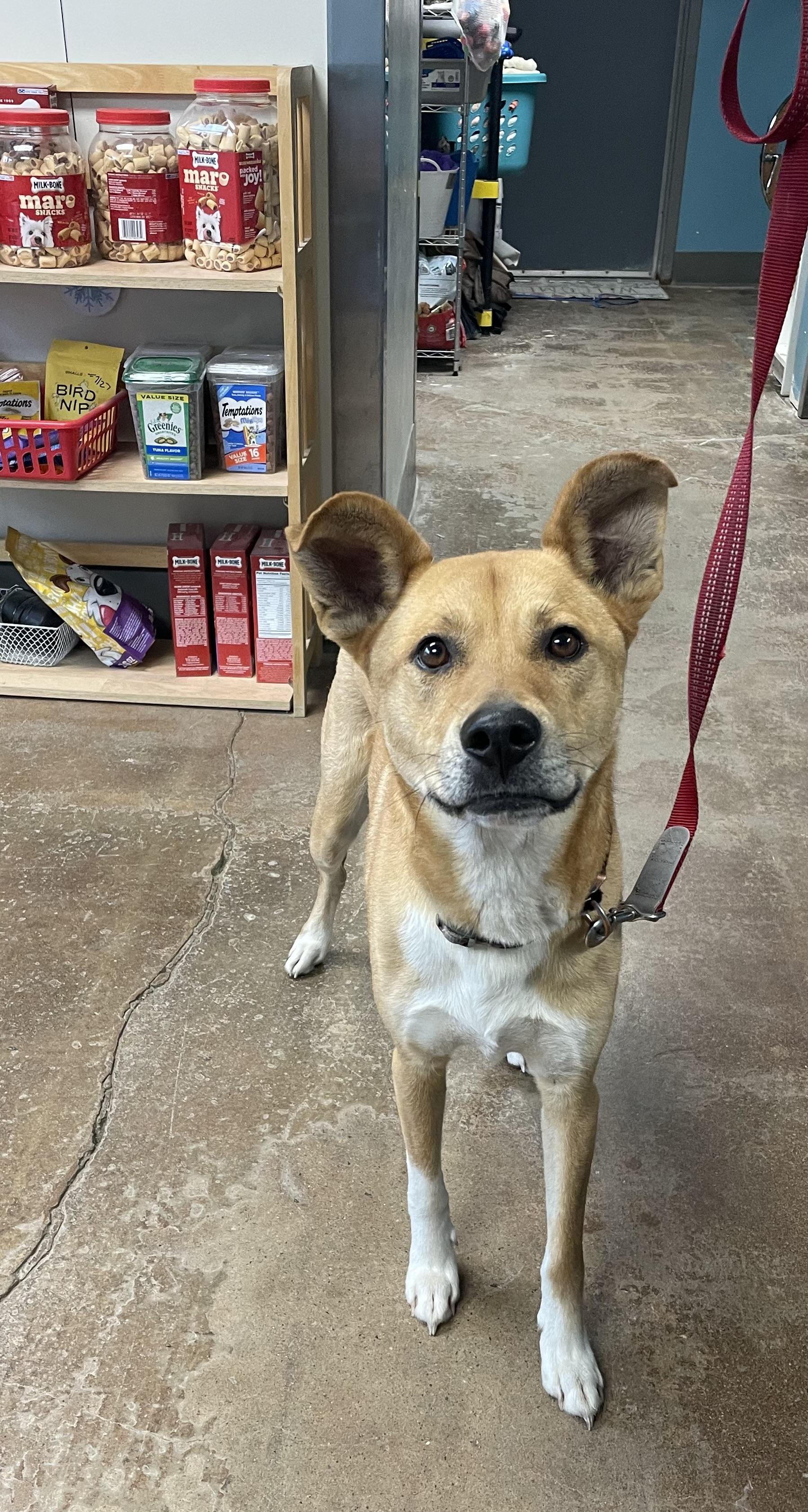 Enlarge Thor (AKA Mr. Rip), a ADOPTABLE mixed breed in Gladstone, MO image 1/1