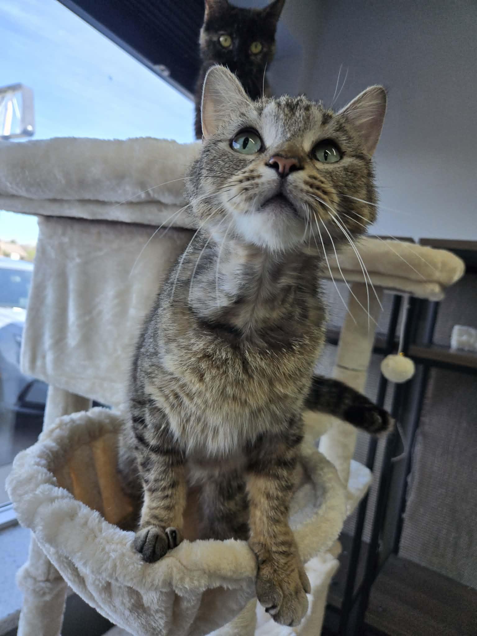 Harley, ADOPTABLE, Adult Female Domestic Short Hair.