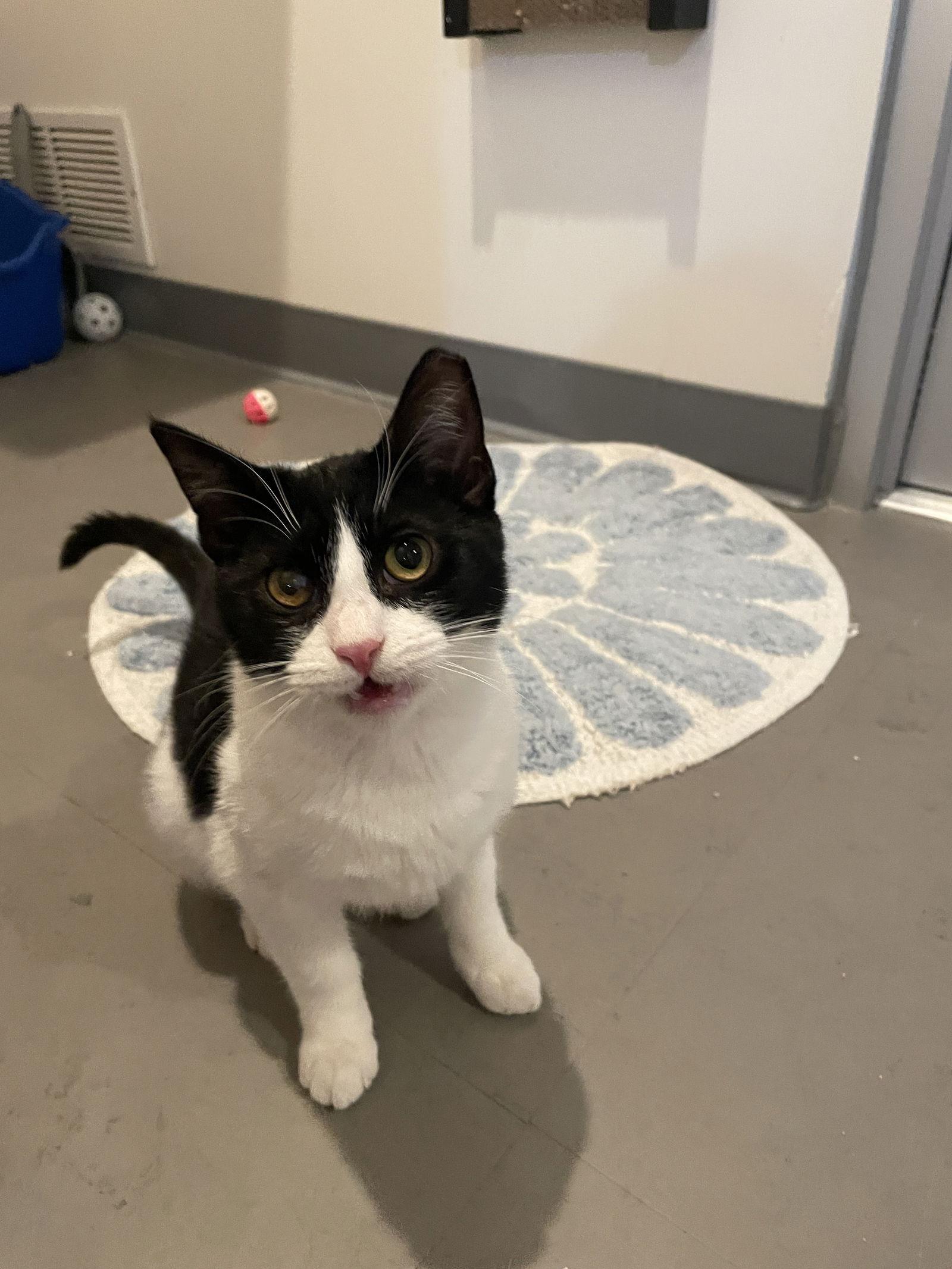 Bennett (Bonded With Tommy), Adoptable, Young Male Domestic Short Hair.