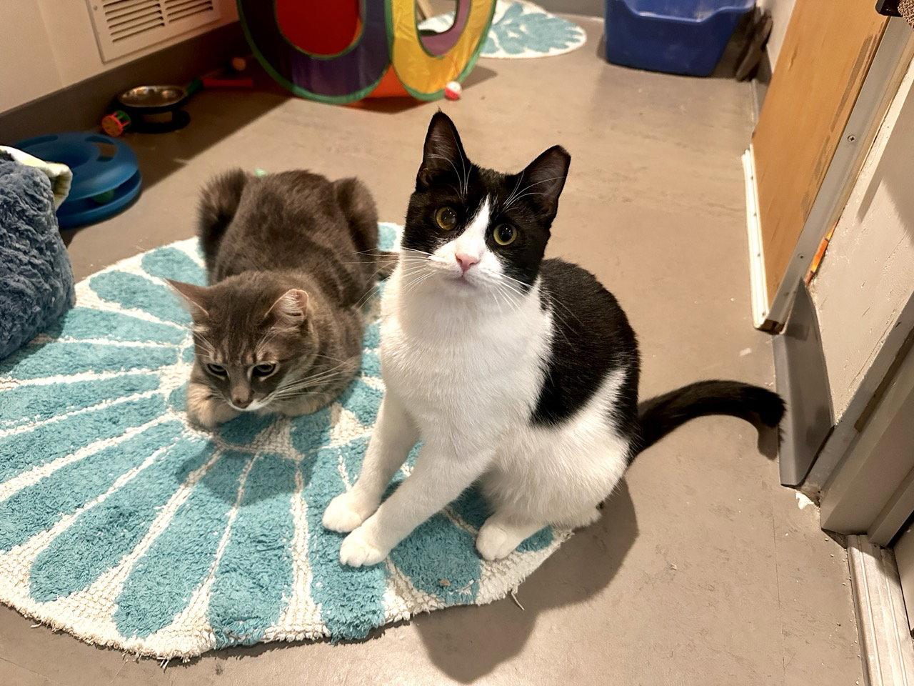 Enlarge Bennett (Bonded With Tommy), a Adoptable Domestic Short Hair in Oakland, CA image 2/3