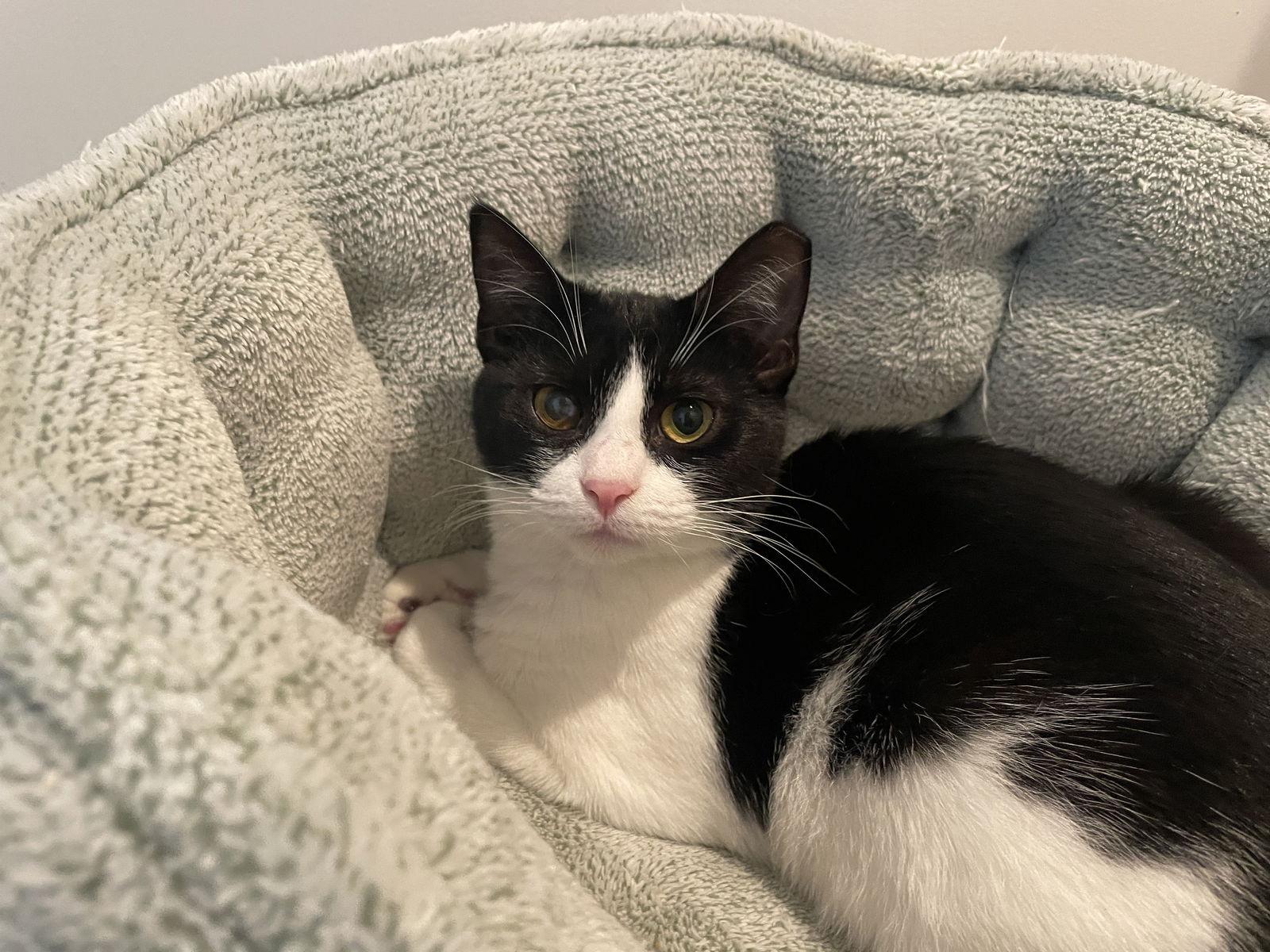 Enlarge Bennett (Bonded With Tommy), a Adoptable Domestic Short Hair in Oakland, CA image 3/3