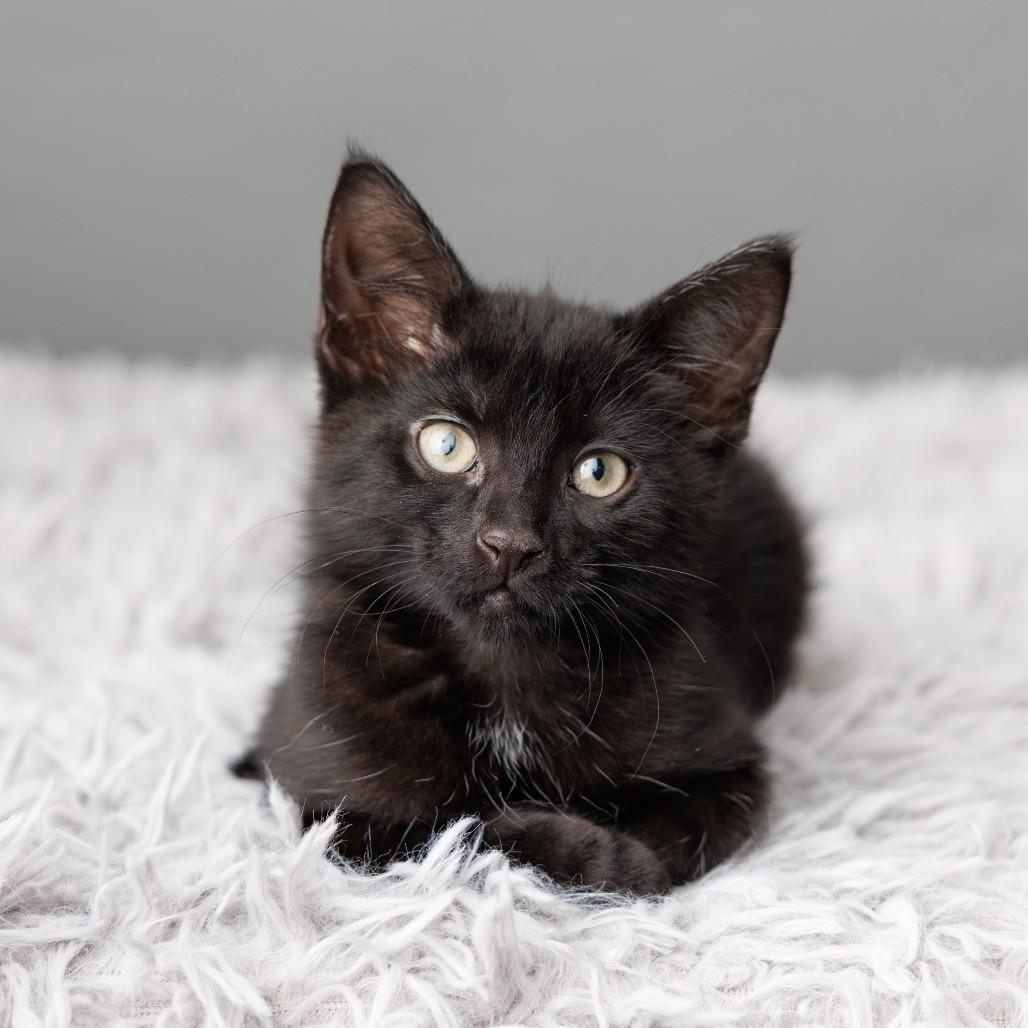 Oksana, Adoptable, Kitten Female Domestic Short Hair.