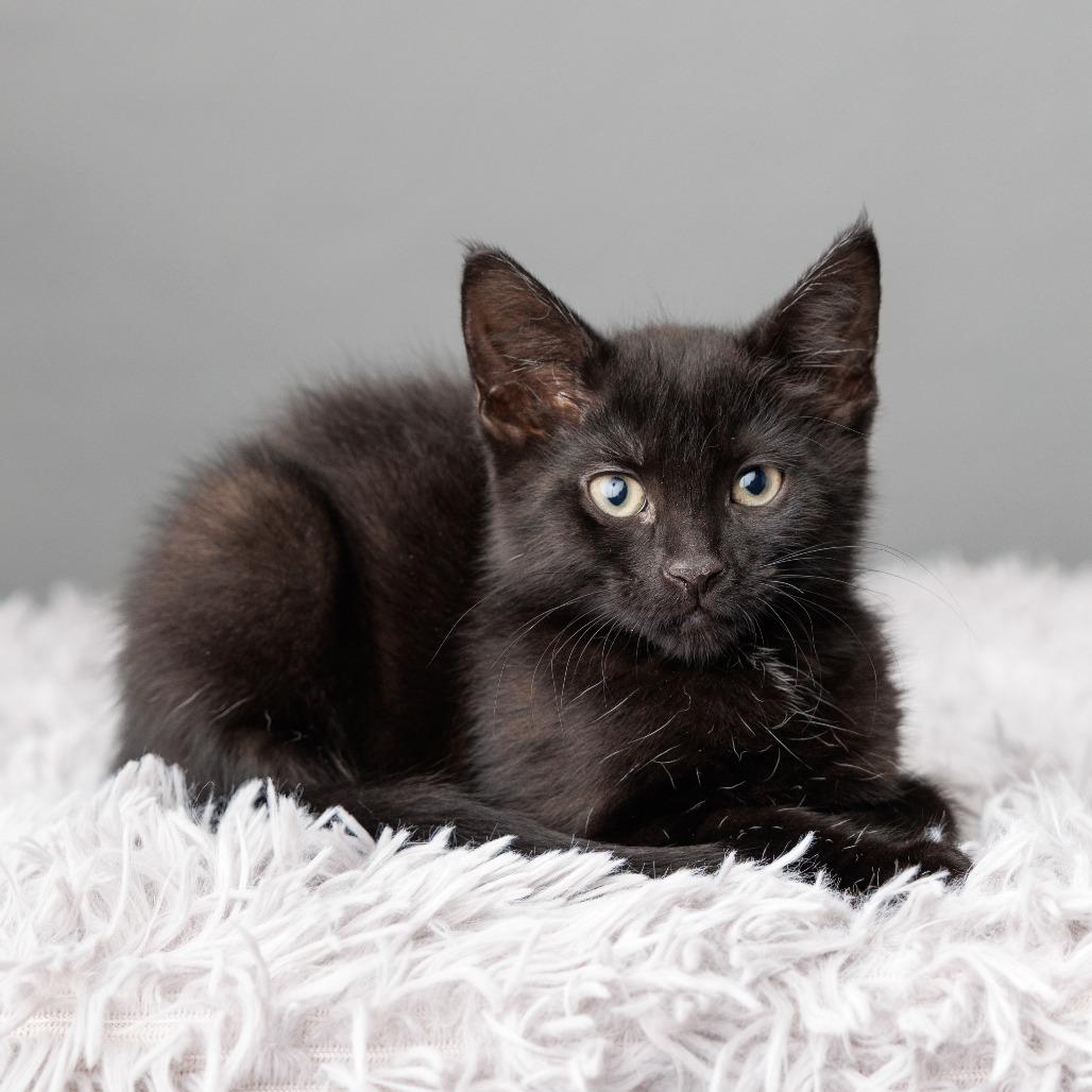 Enlarge Oksana, a Adoptable Domestic Short Hair in St. Paul, MN image 2/6