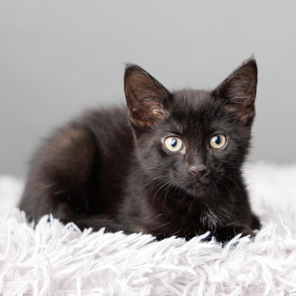Enlarge Oksana, a Adoptable Domestic Short Hair in St. Paul, MN image 3/6
